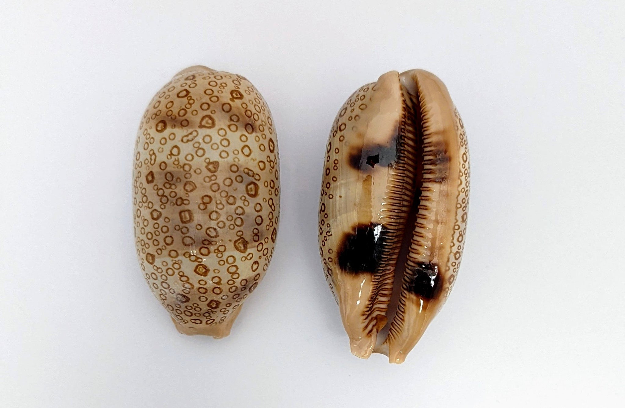 Polished and Spotted Brown Cyprea Argus Shell