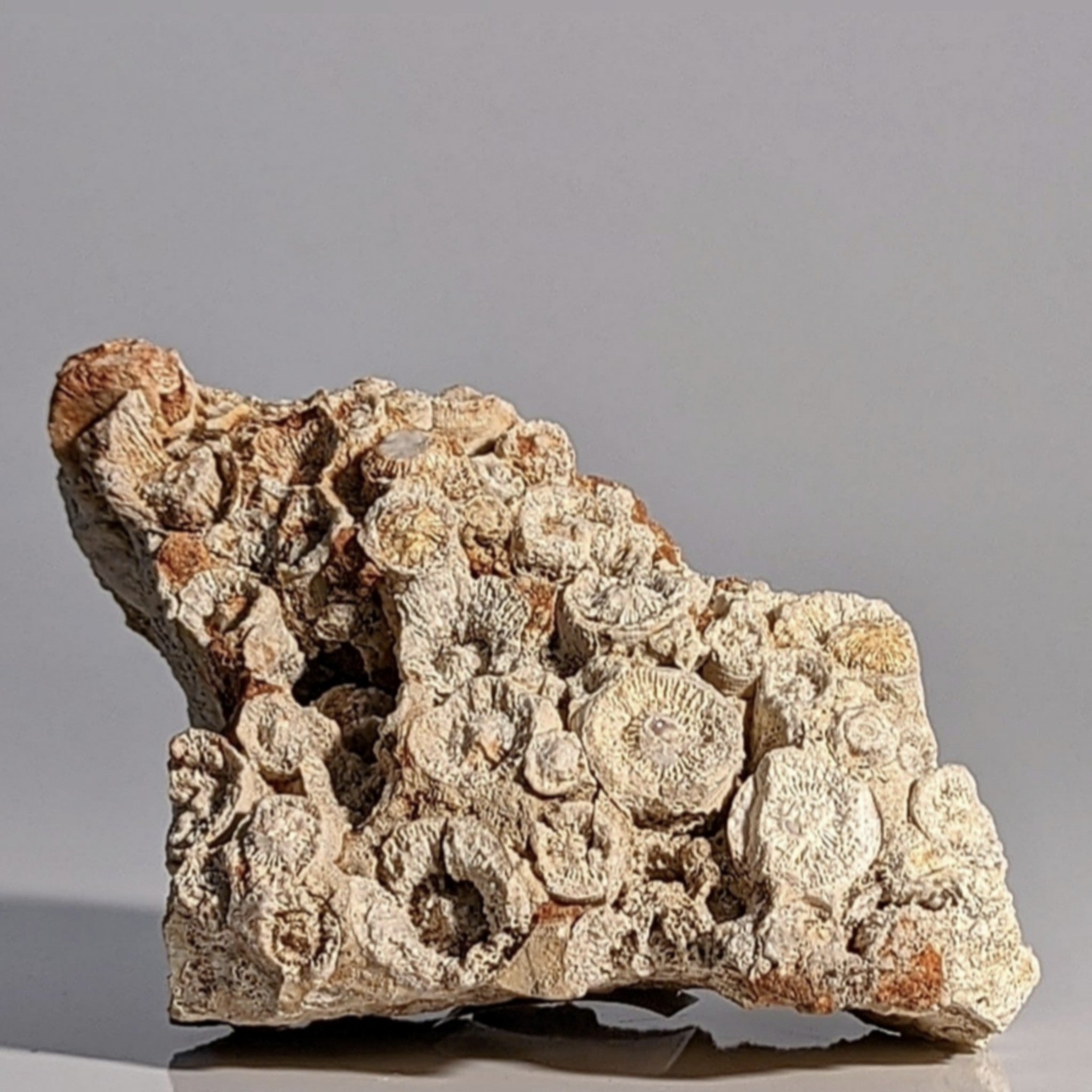 Fossilized Coral Specimen