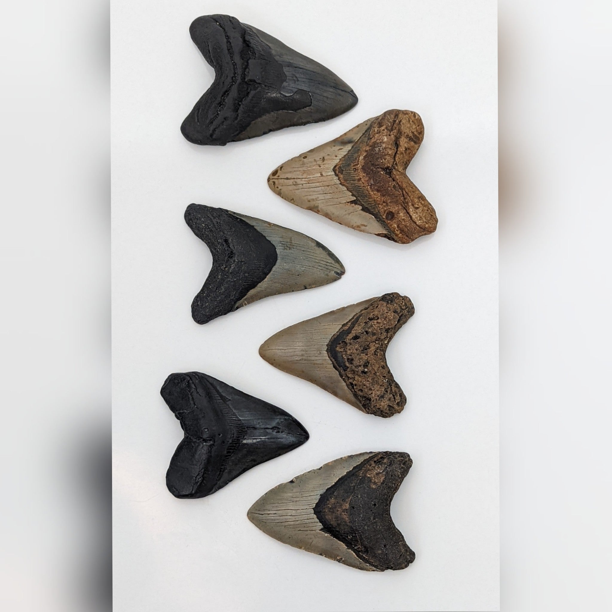 Good Earth Rocks Gallery: Automobile Alley - Shark Teeth Fossils