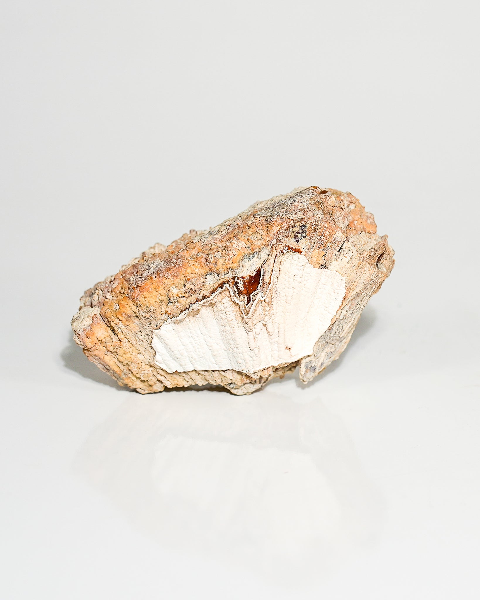 Agatized Coral Fossil