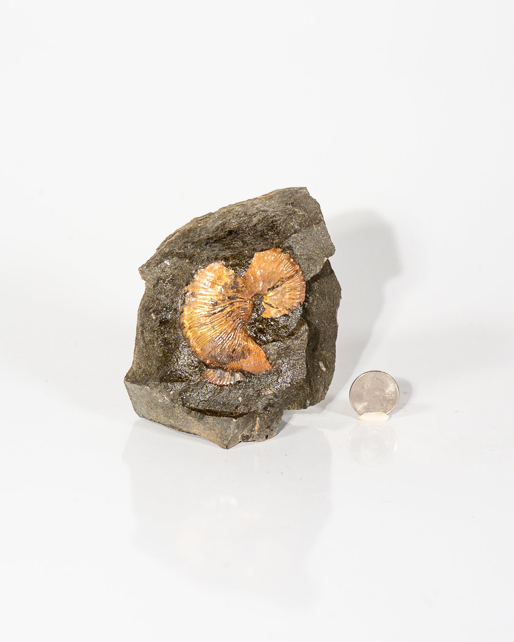 Ammonite in Matrix
