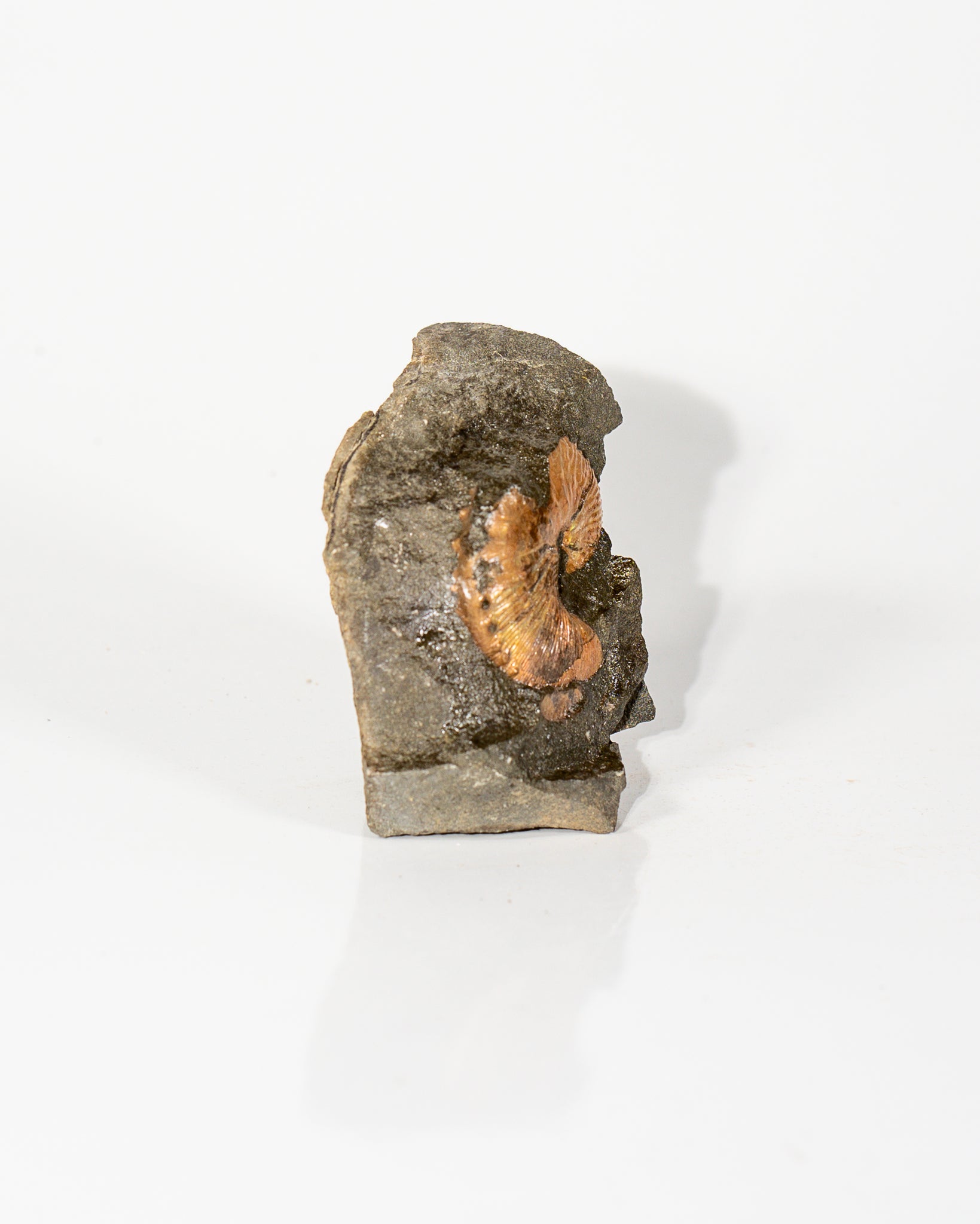 Ammonite in Matrix