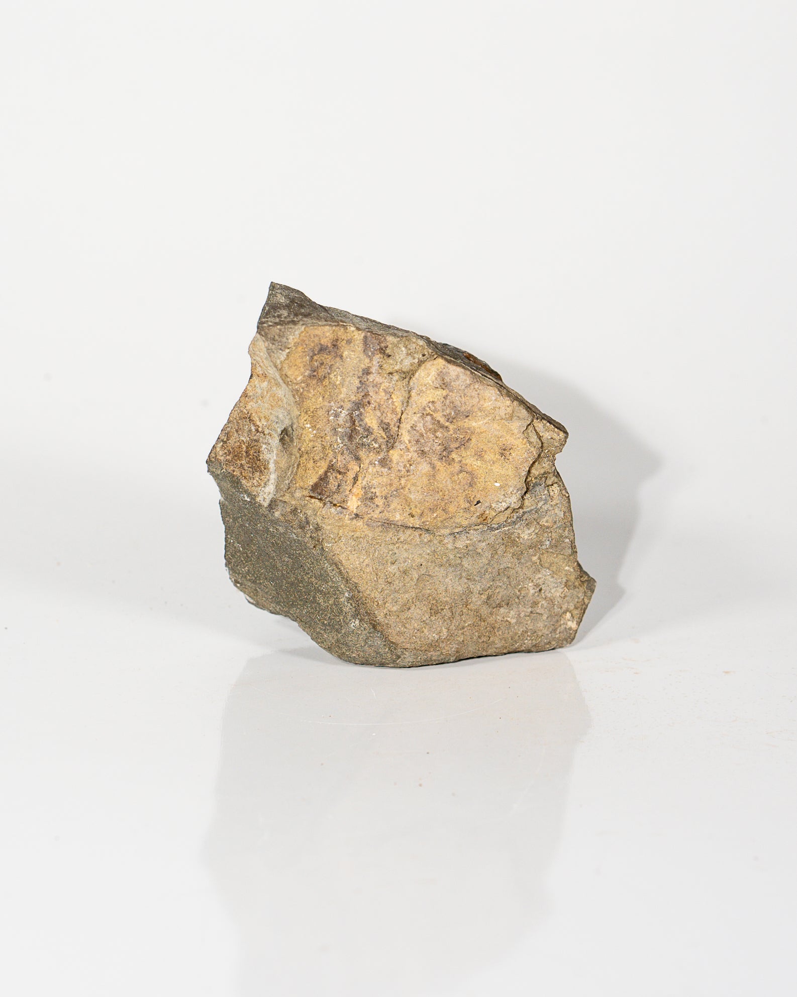 Ammonite in Matrix