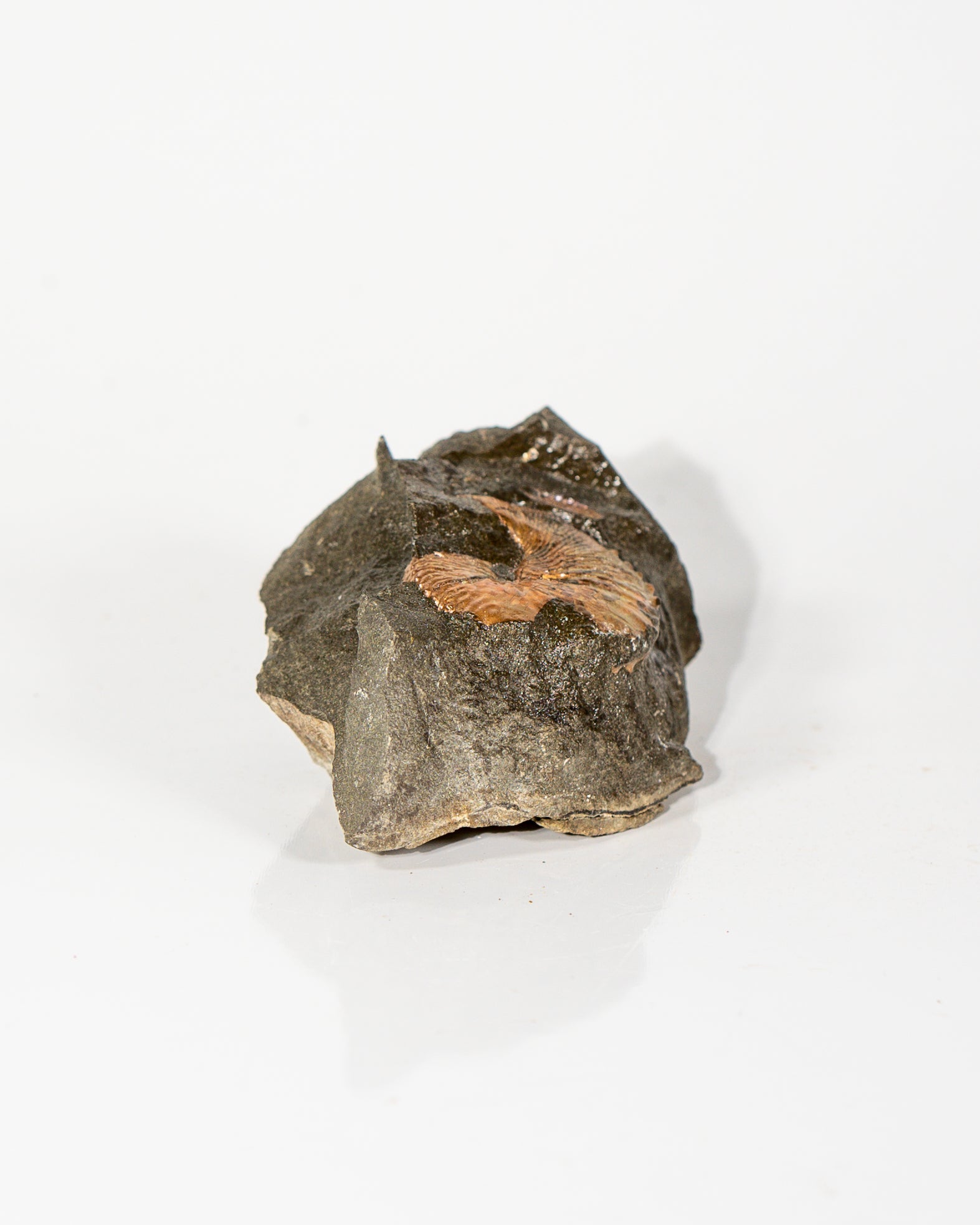 Ammonite in Matrix