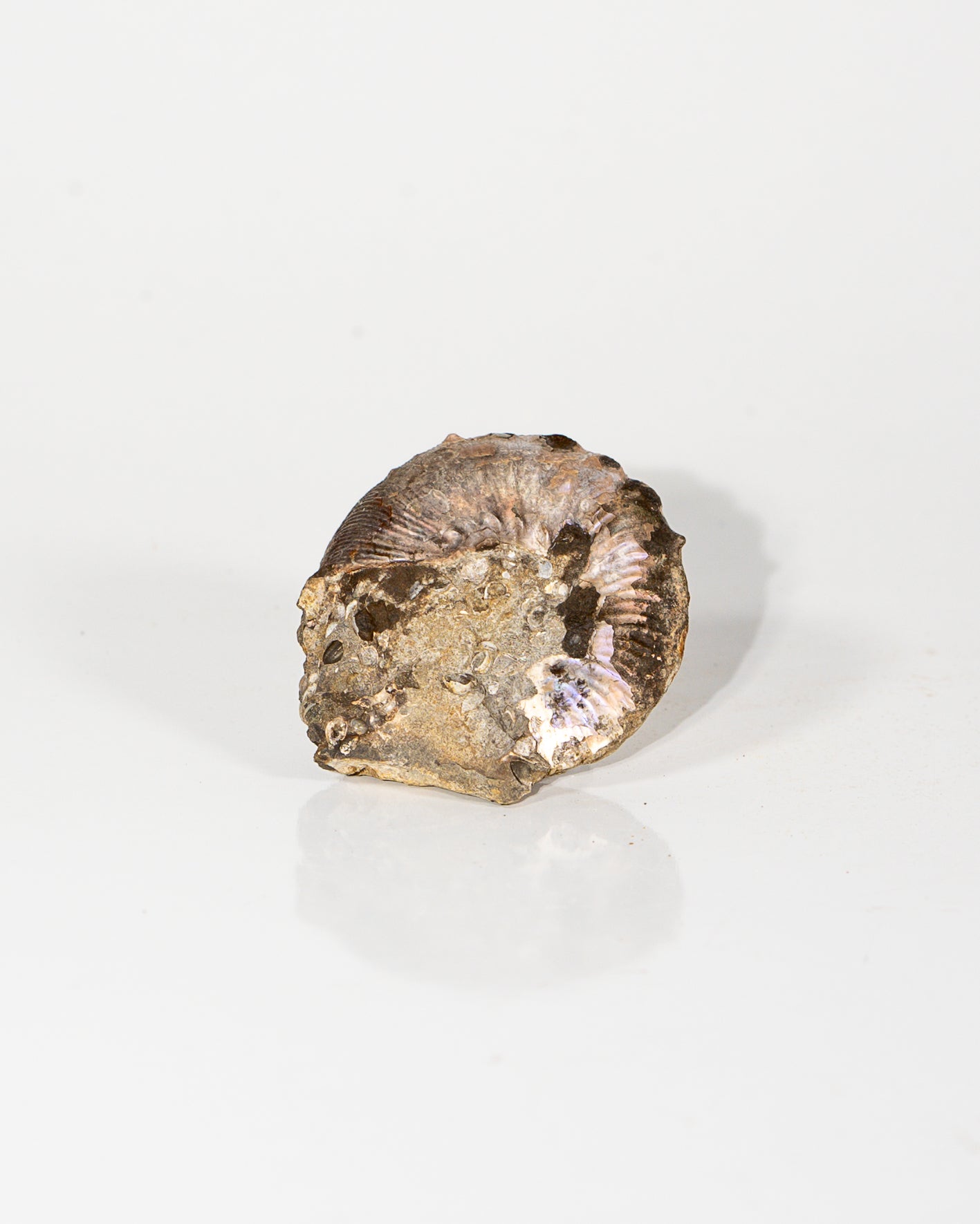 Ammonite in Matrix