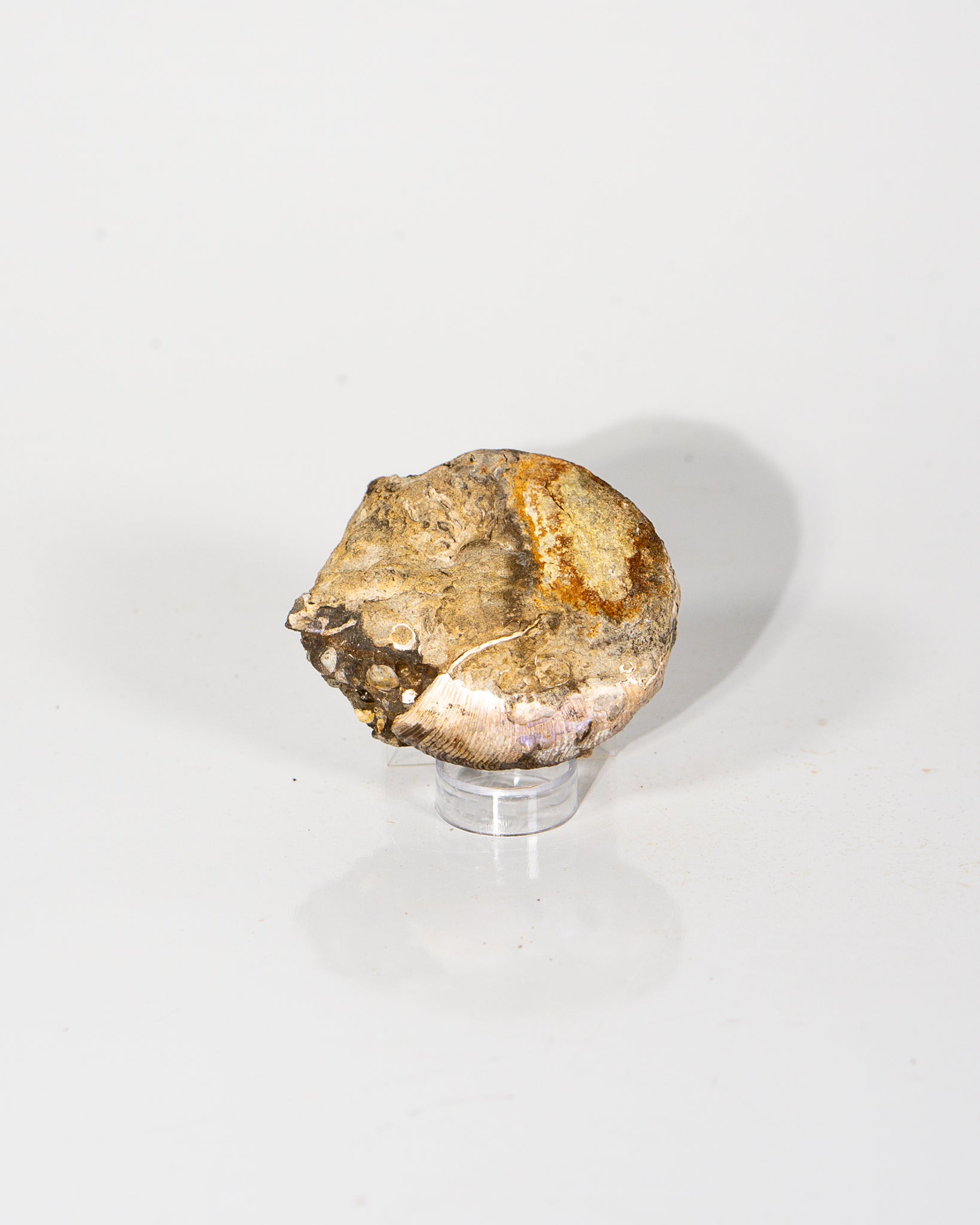 Ammonite in Matrix