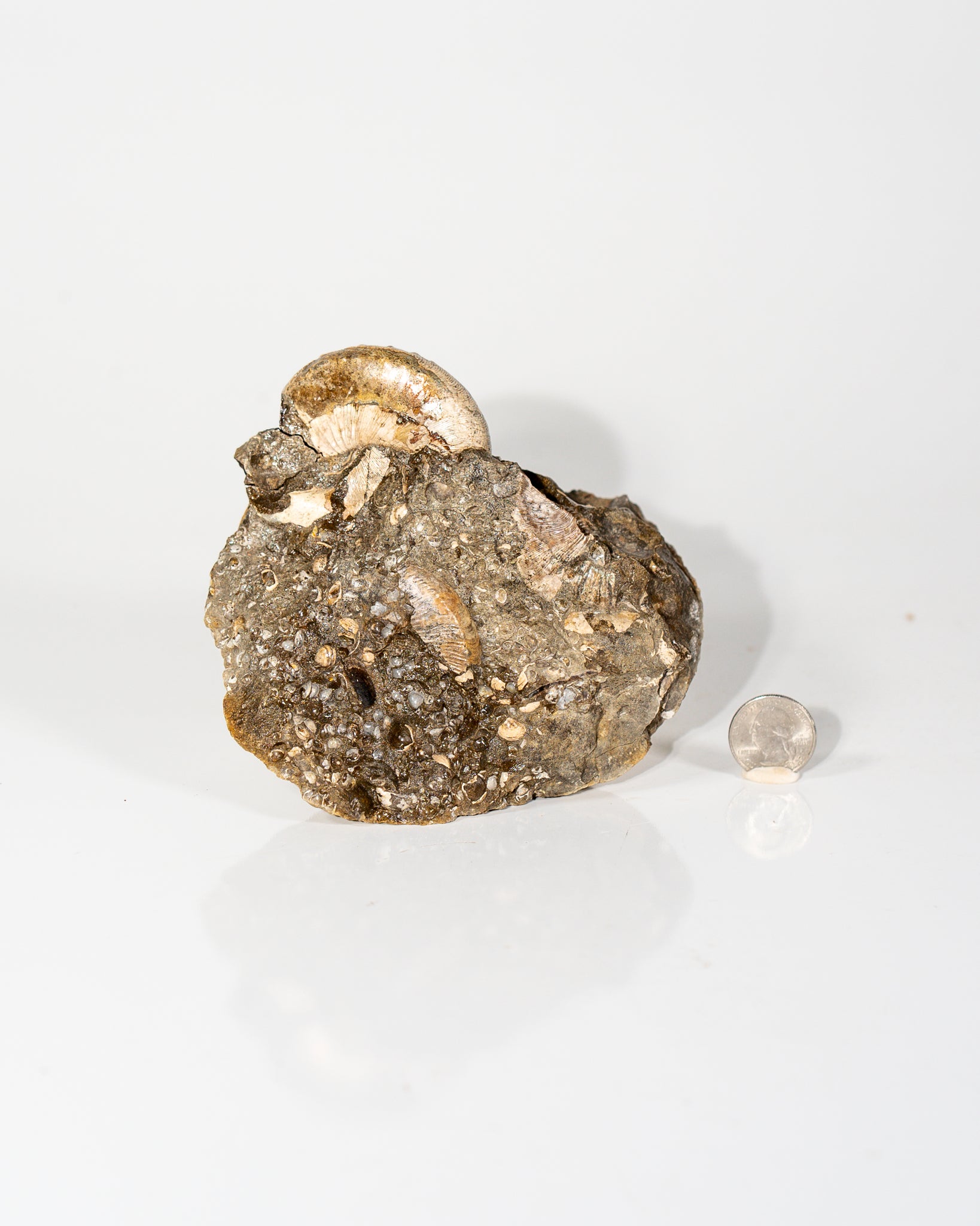 Ammonites in Matrix