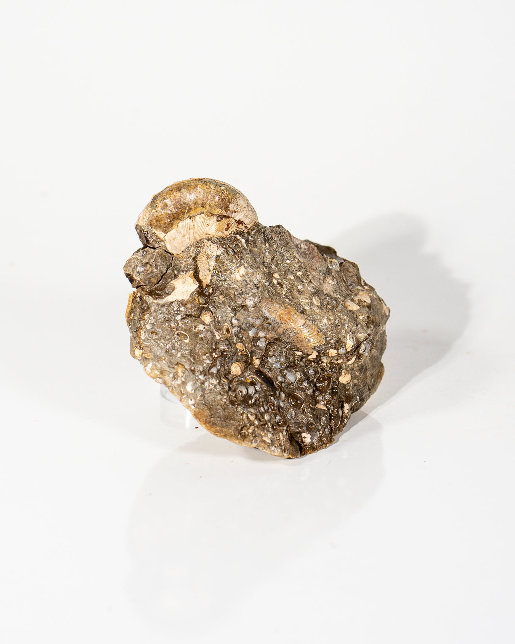 Ammonites in Matrix