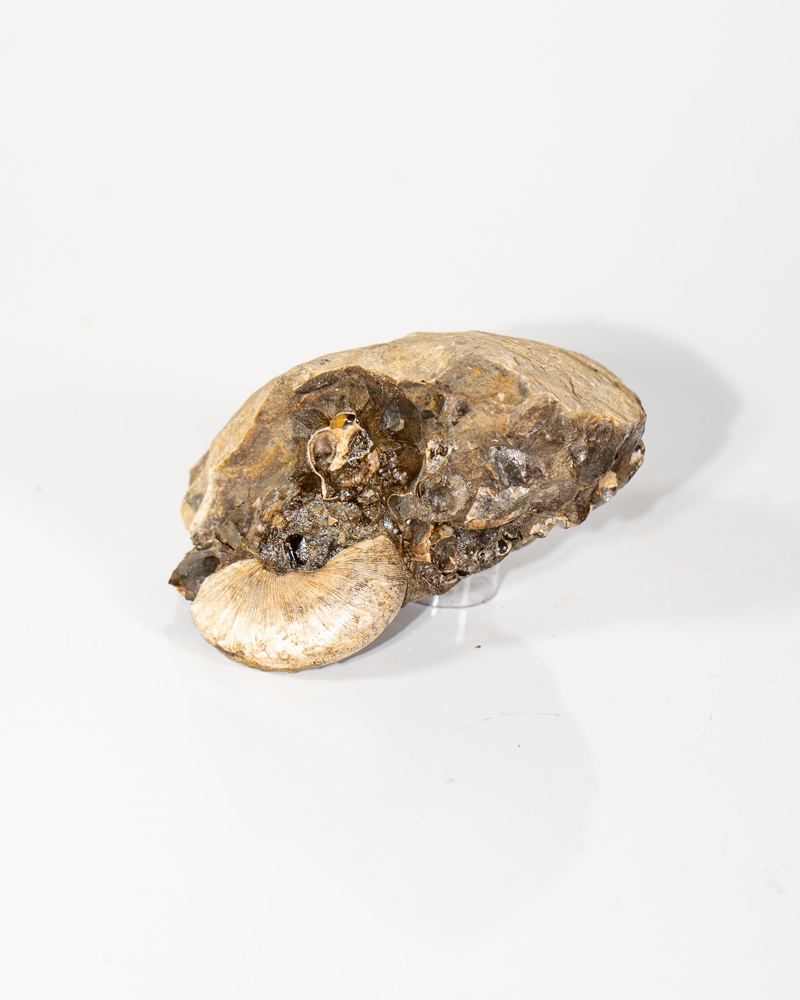 Ammonites in Matrix