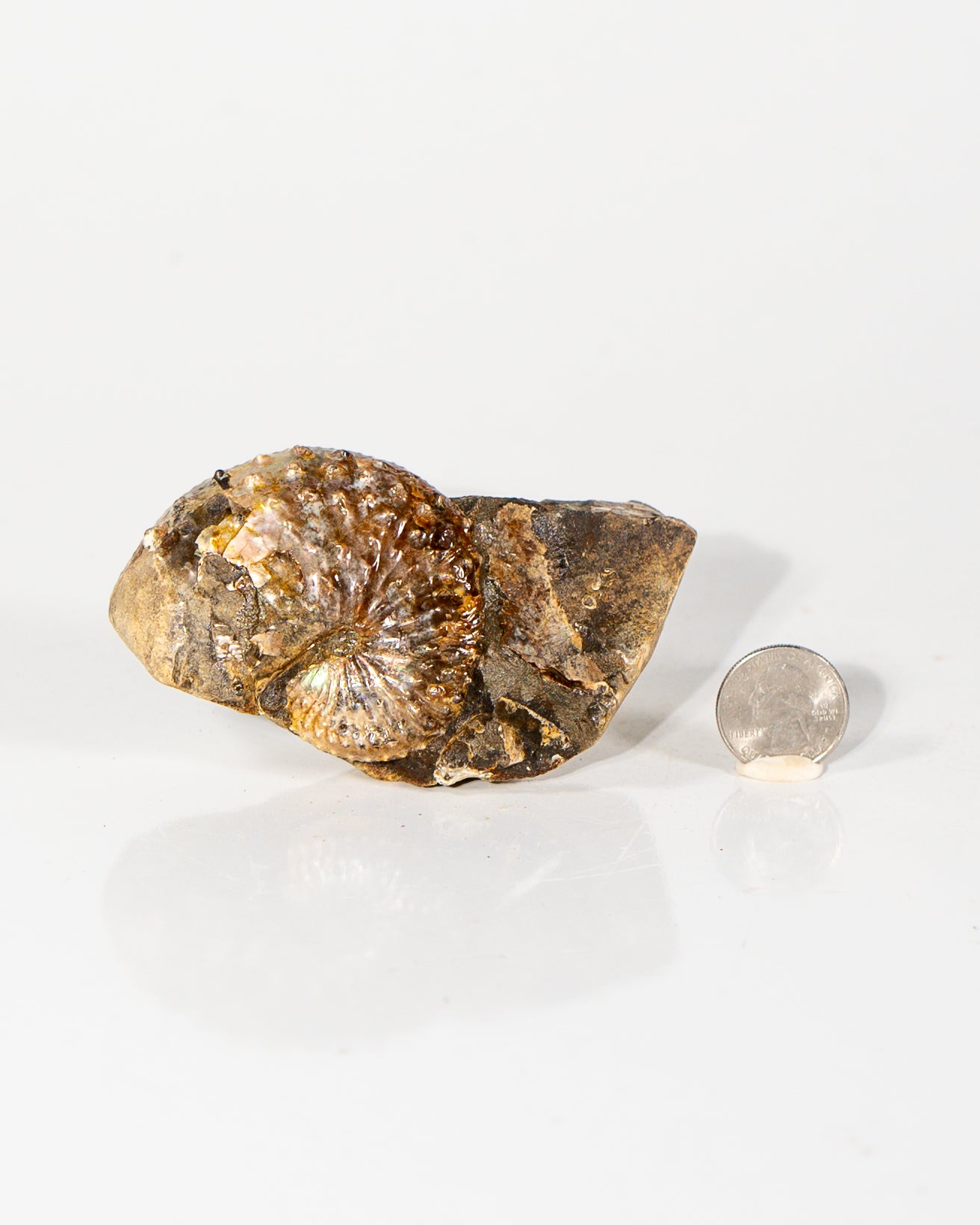 Ammonite in Matrix
