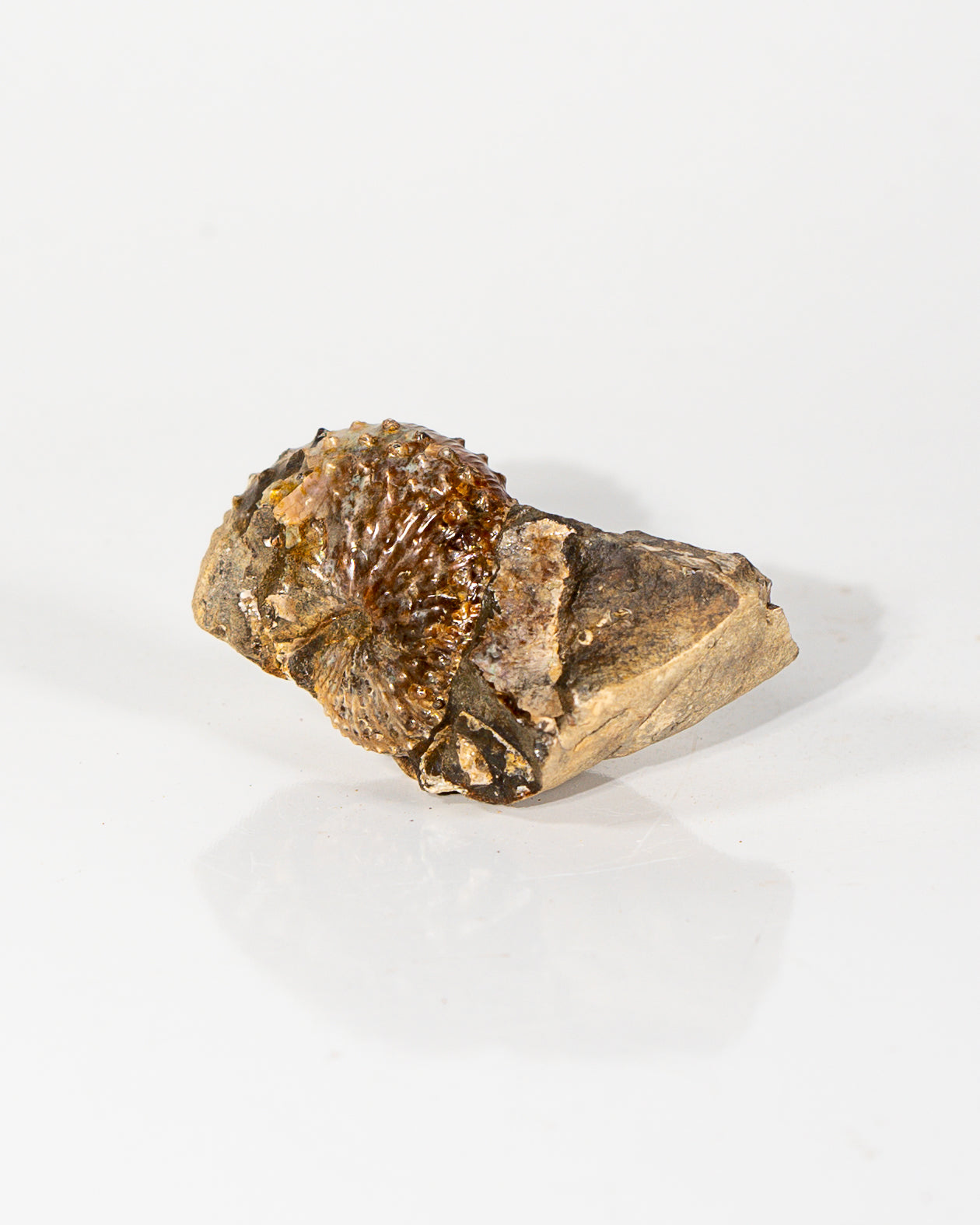 Ammonite in Matrix