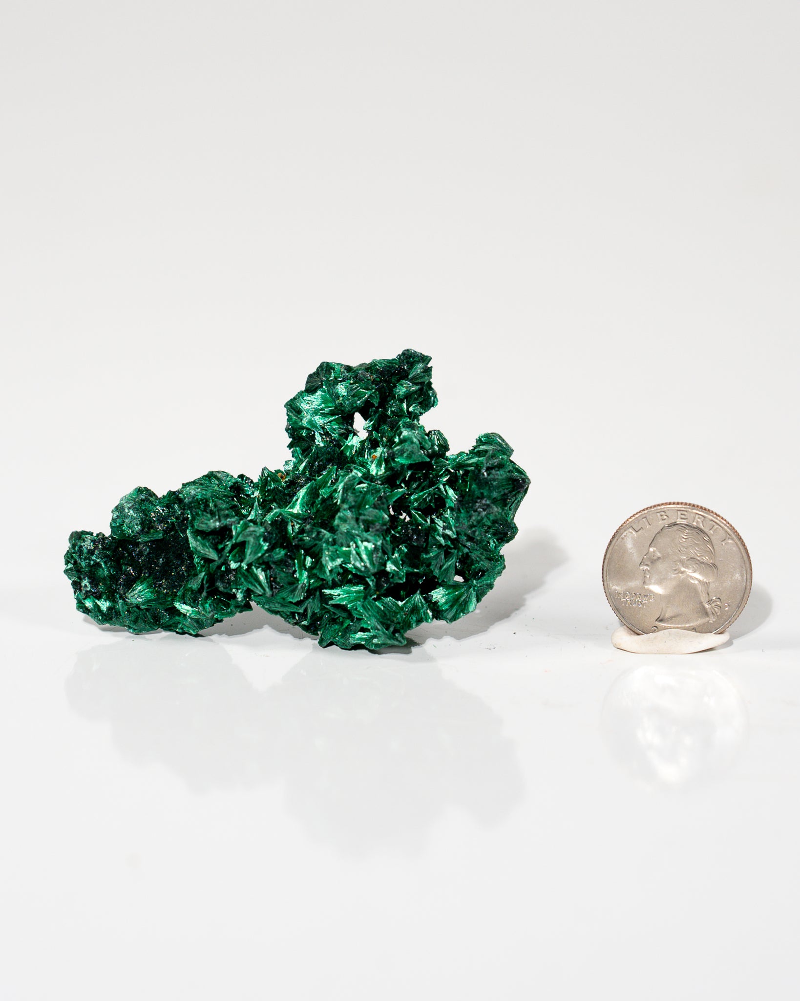 Velvet Malachite Congo