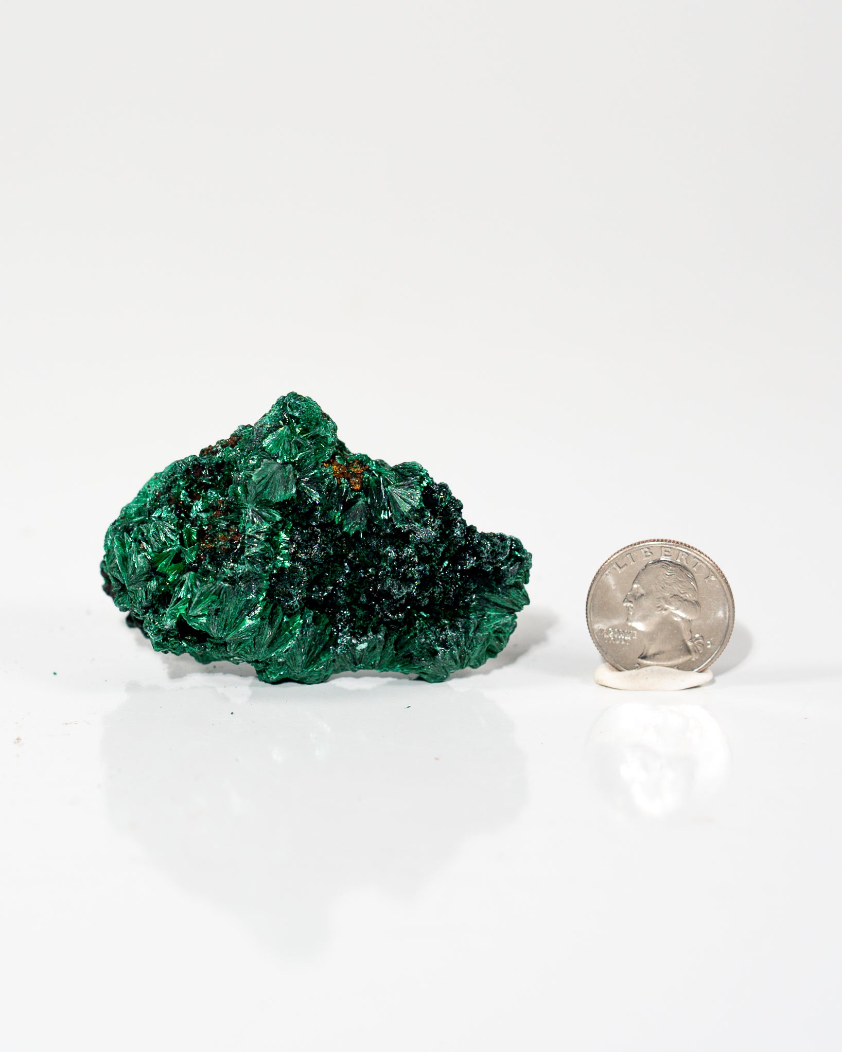 Velvet Malachite Congo