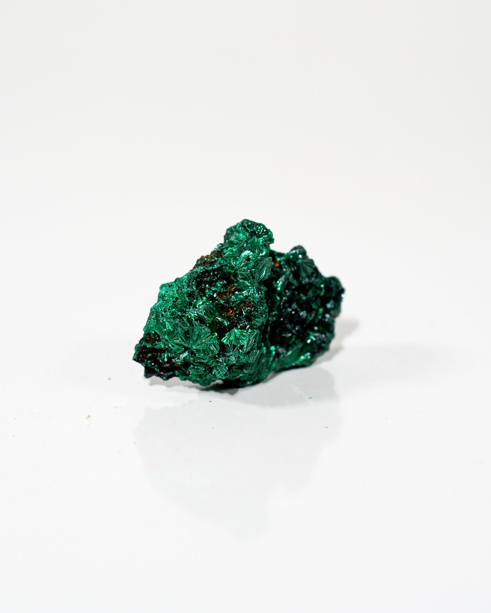 Velvet Malachite Congo