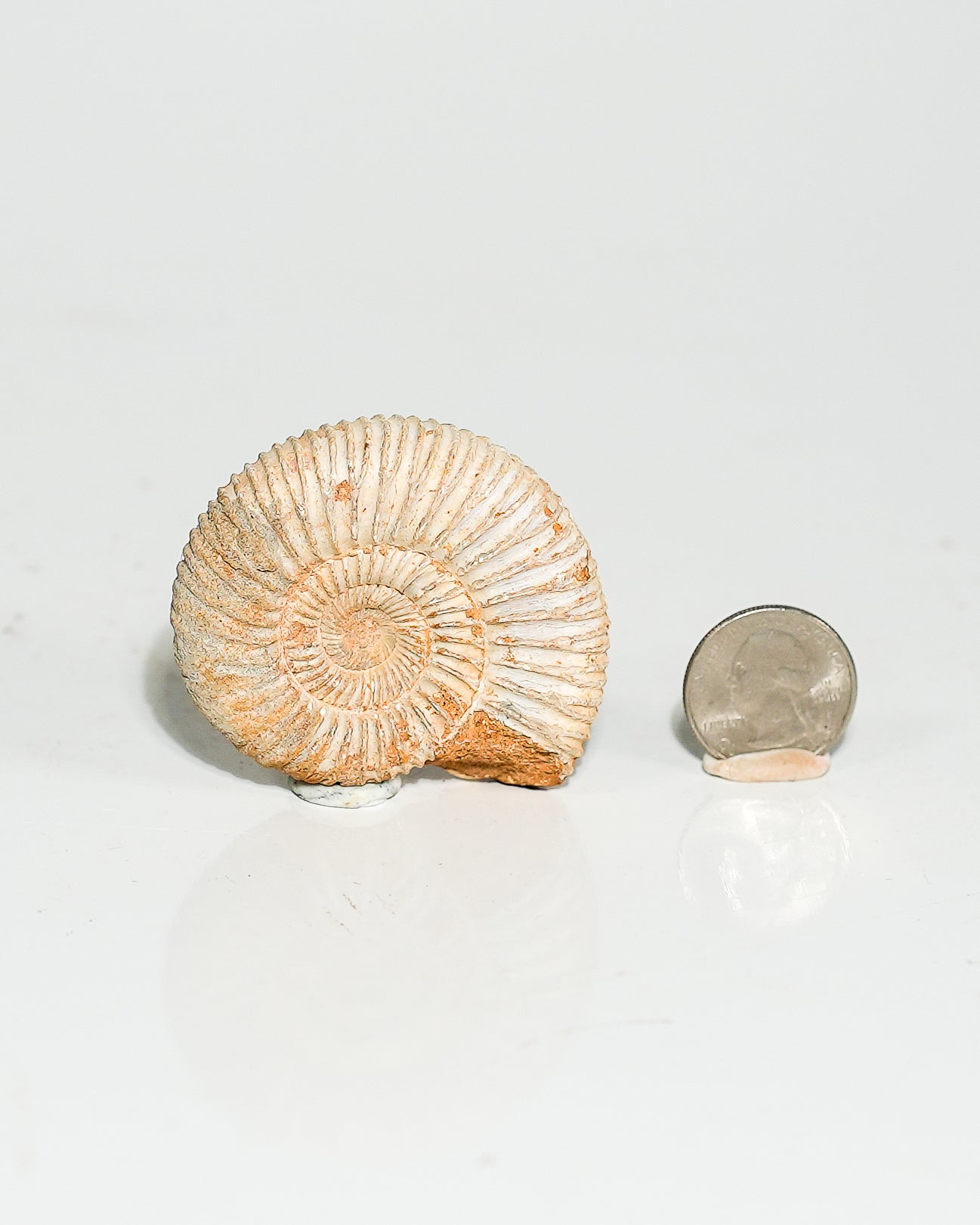 Ammonite Whole (Hoploscaphites) Fossil L
