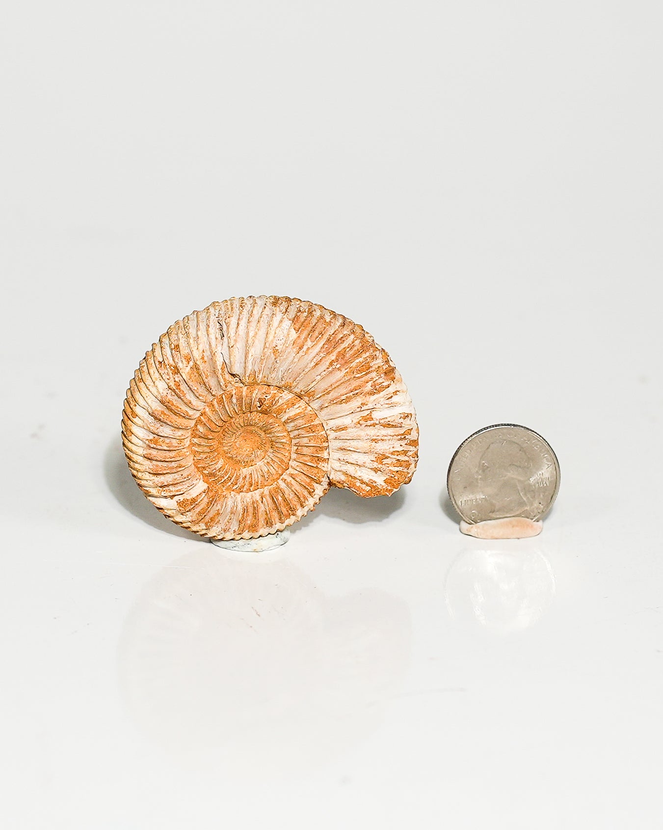 Ammonite Whole (Hoploscaphites) Fossil L