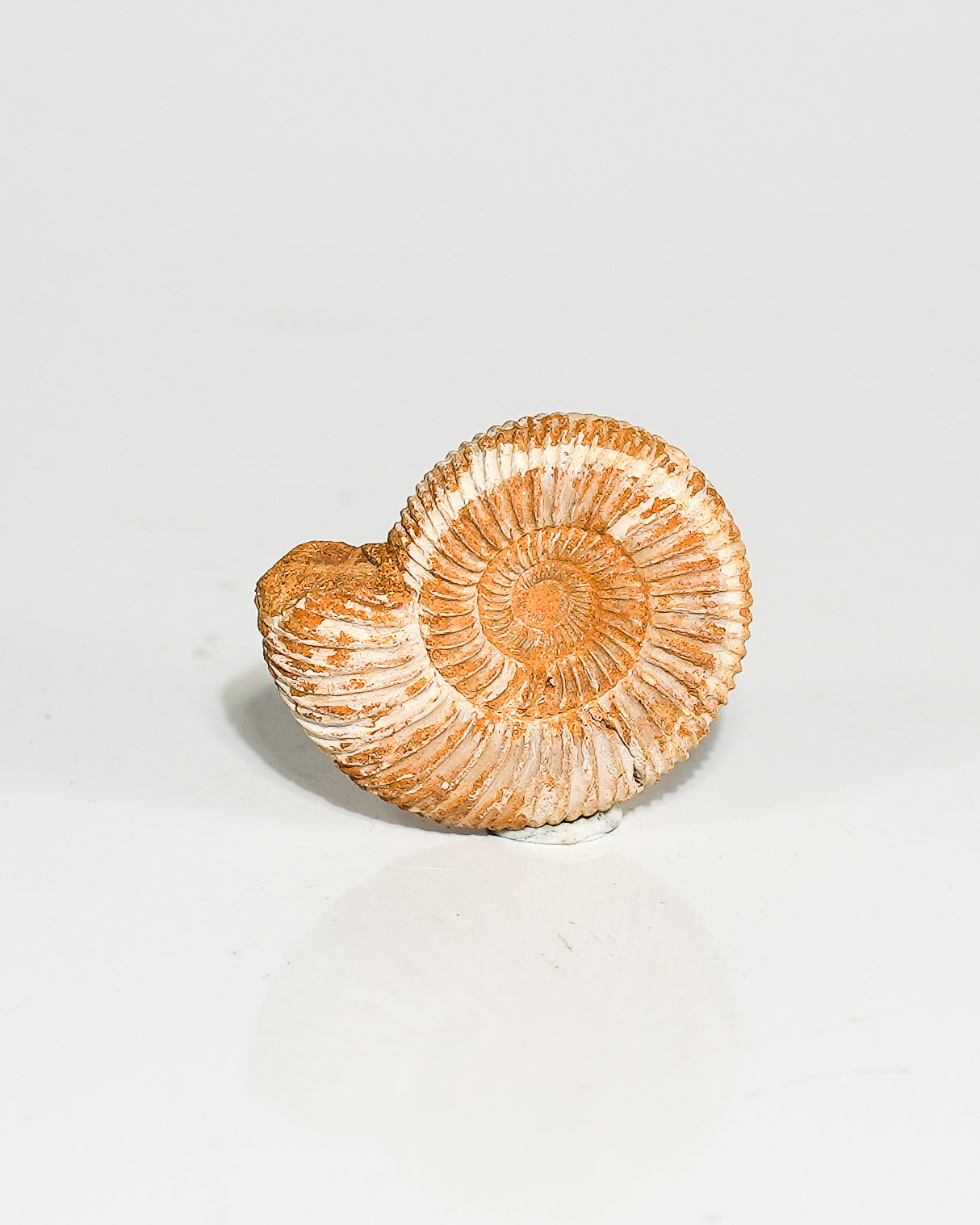 Ammonite Whole (Hoploscaphites) Fossil L
