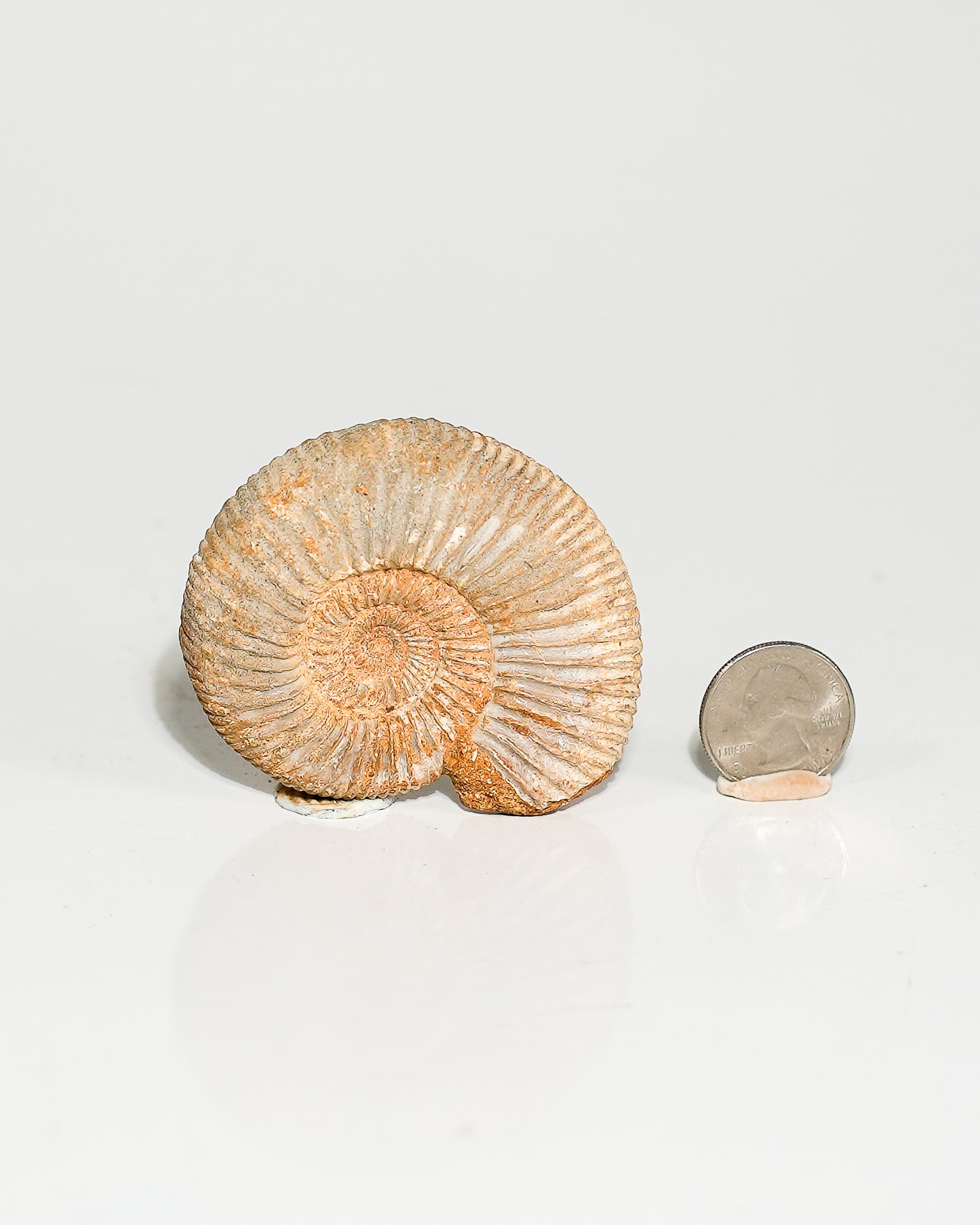 Ammonite Whole (Hoploscaphites) Fossil L