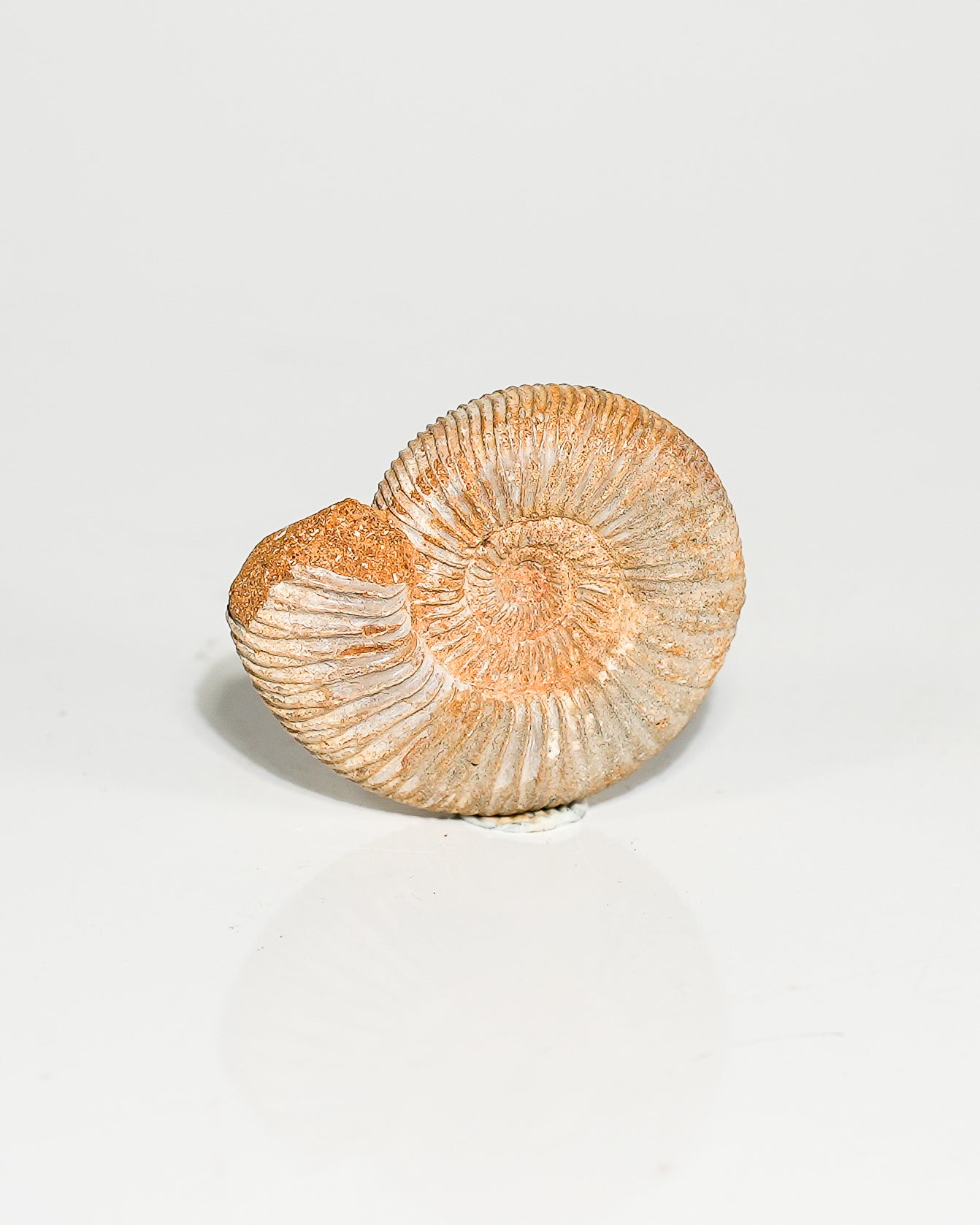 Ammonite Whole (Hoploscaphites) Fossil L