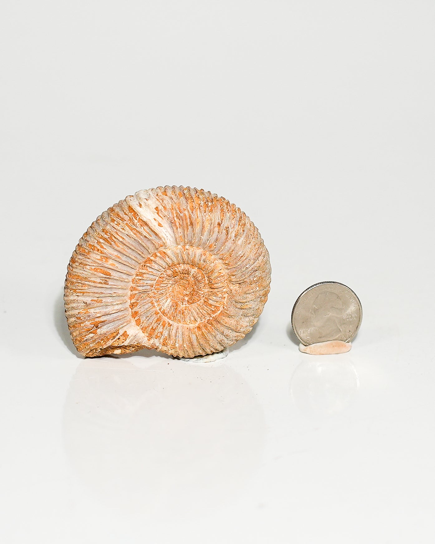 Ammonite (Hoploscaphites) Whole Fossil L