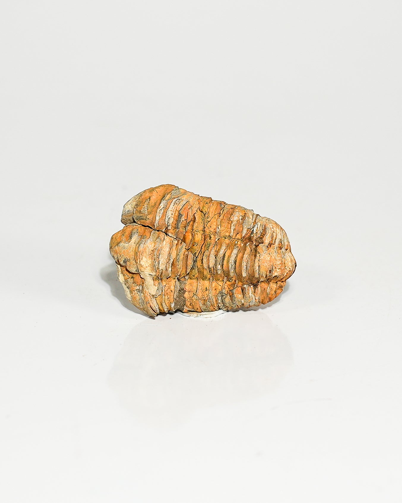 Small Trilobite (Flexicalymene) Morocco