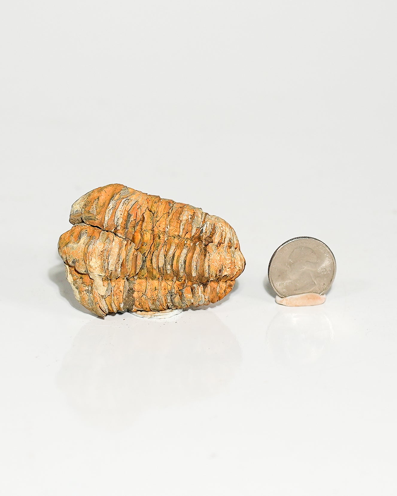 Small Trilobite (Flexicalymene) Morocco