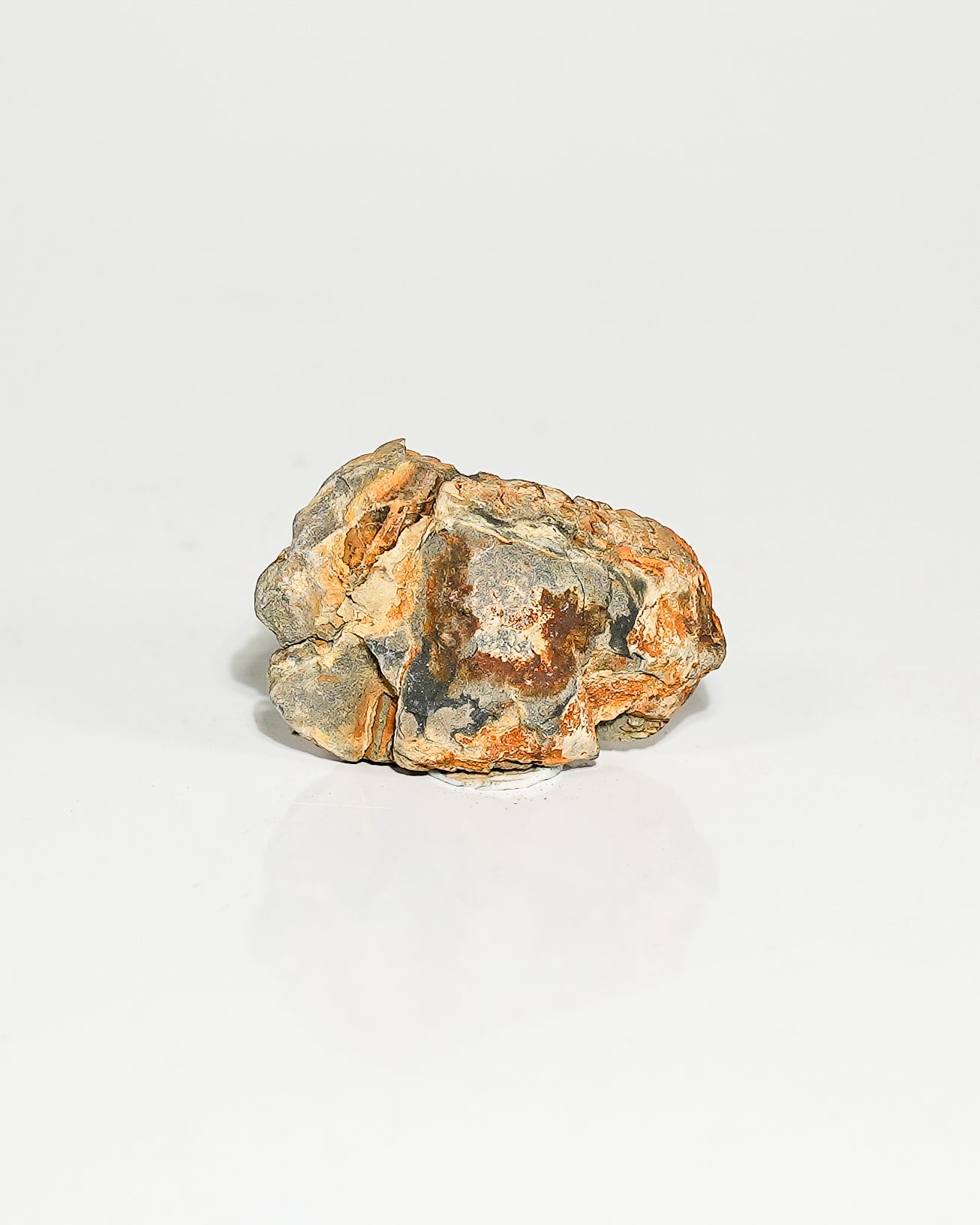 Small Trilobite (Flexicalymene) Morocco