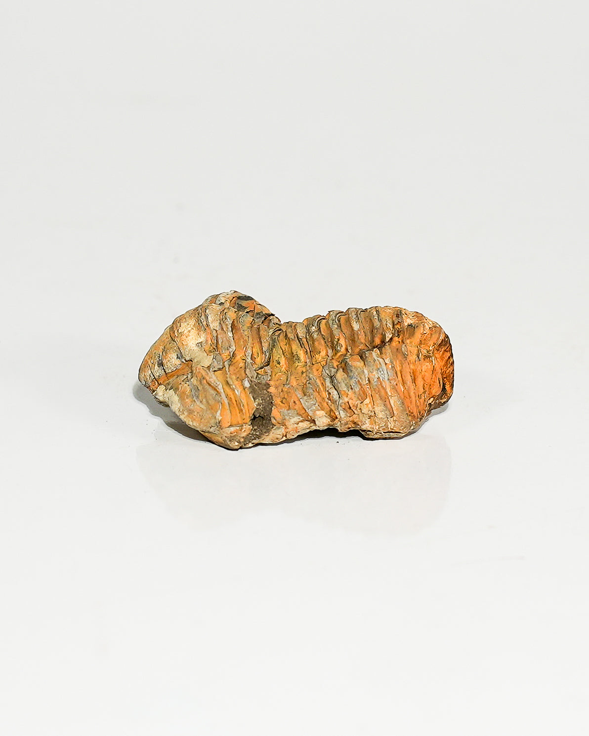 Small Trilobite (Flexicalymene) Morocco