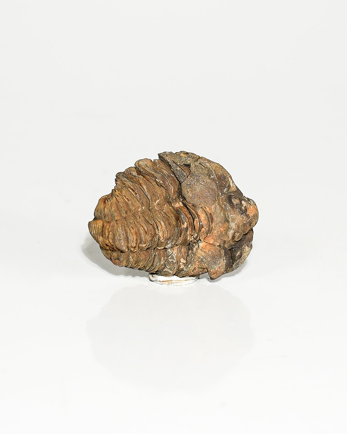 Small Trilobite (Flexicalymene) Morocco