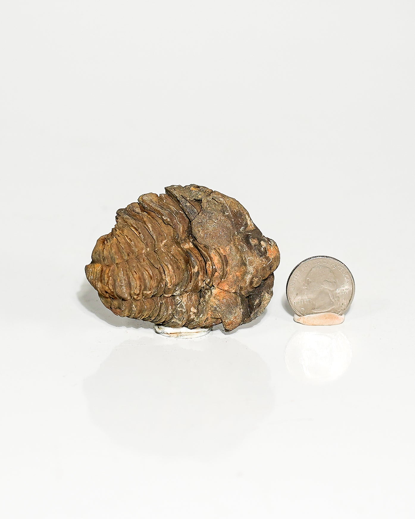 Small Trilobite (Flexicalymene) Morocco