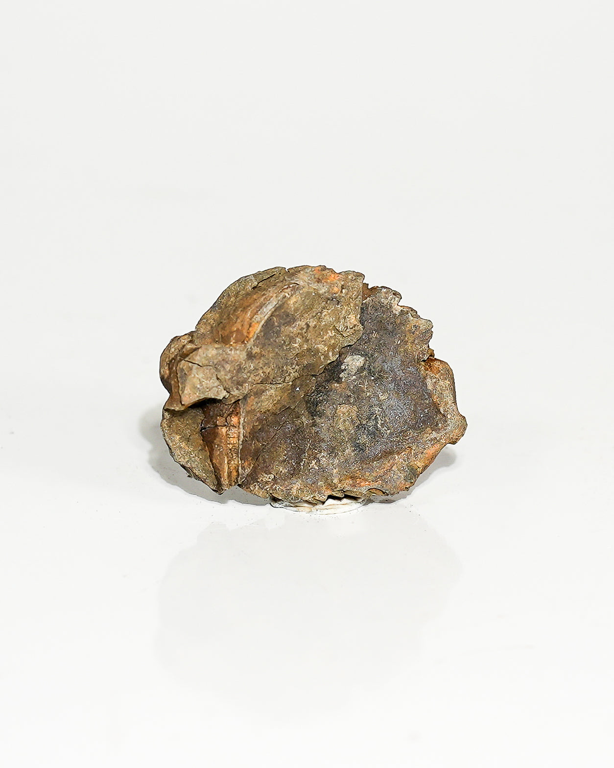 Small Trilobite (Flexicalymene) Morocco