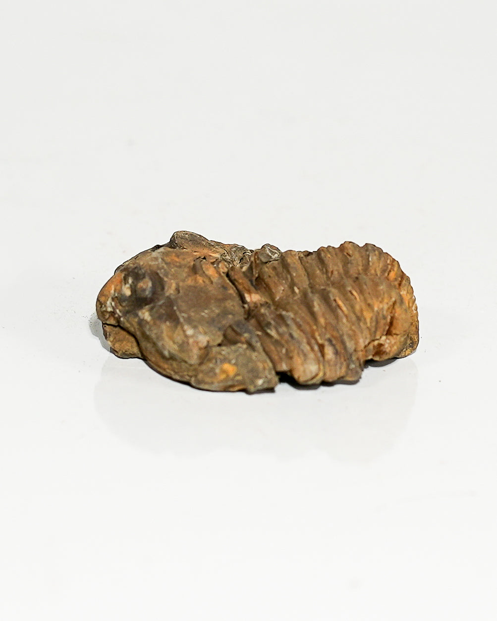 Small Trilobite (Flexicalymene) Morocco