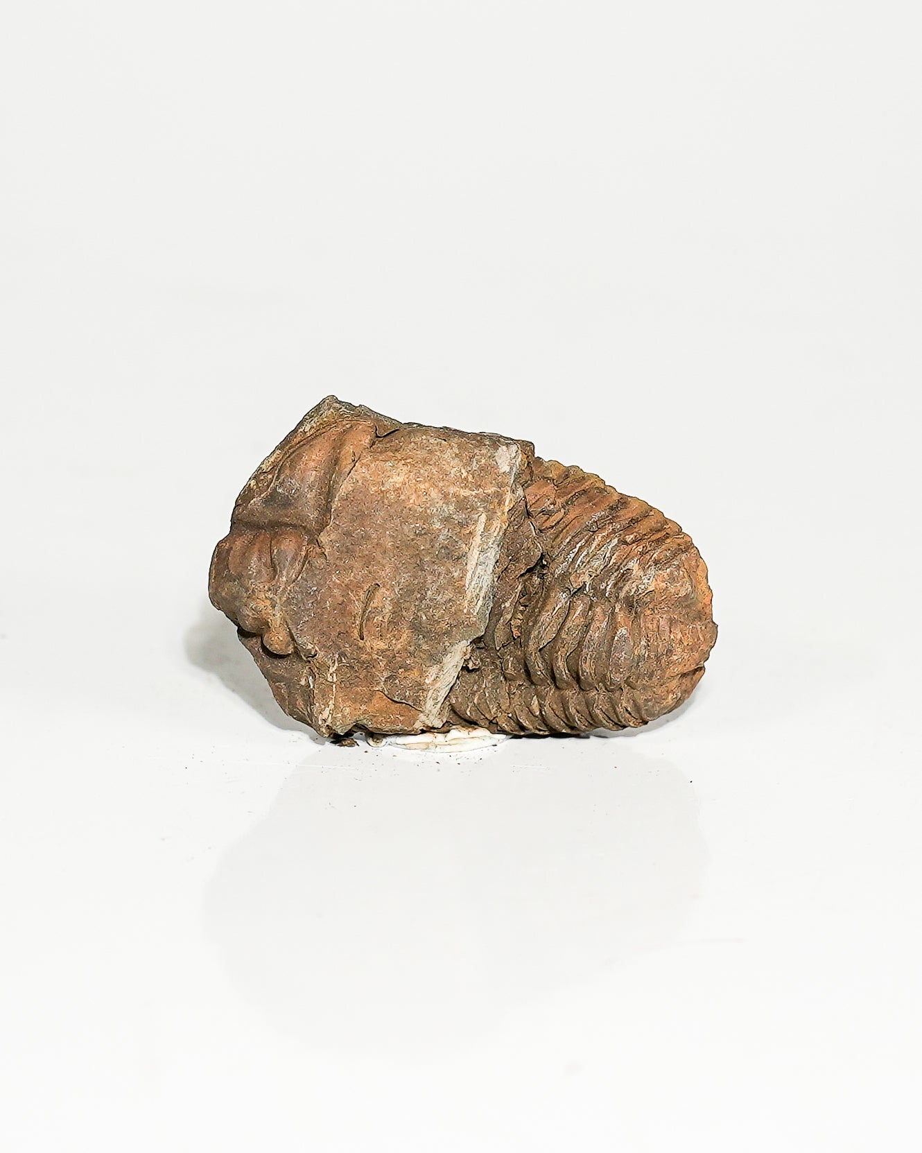 Small Trilobite (Flexicalymene) Morocco