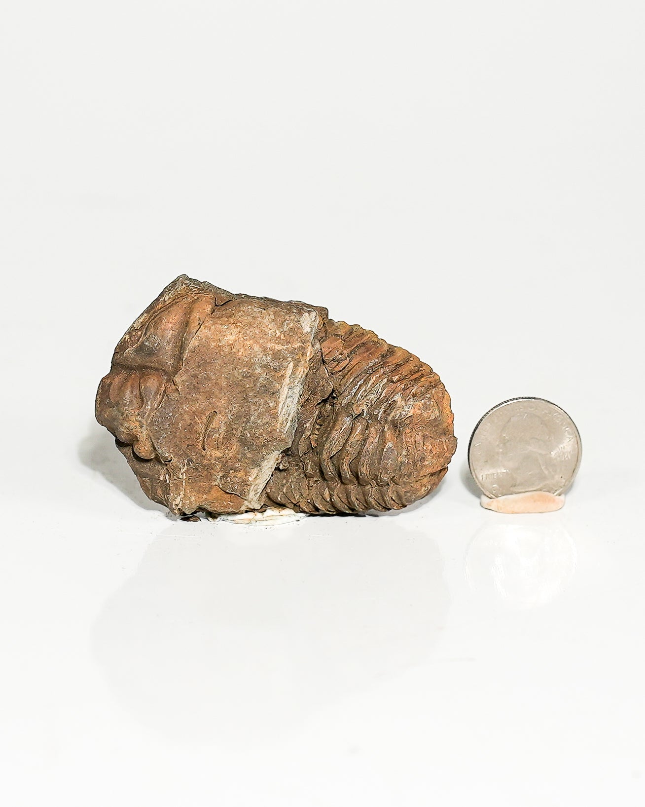 Small Trilobite (Flexicalymene) Morocco