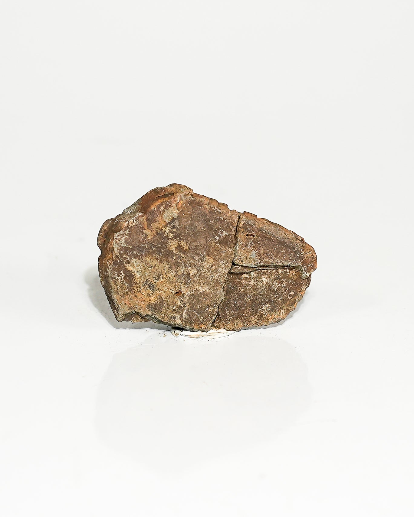 Small Trilobite (Flexicalymene) Morocco