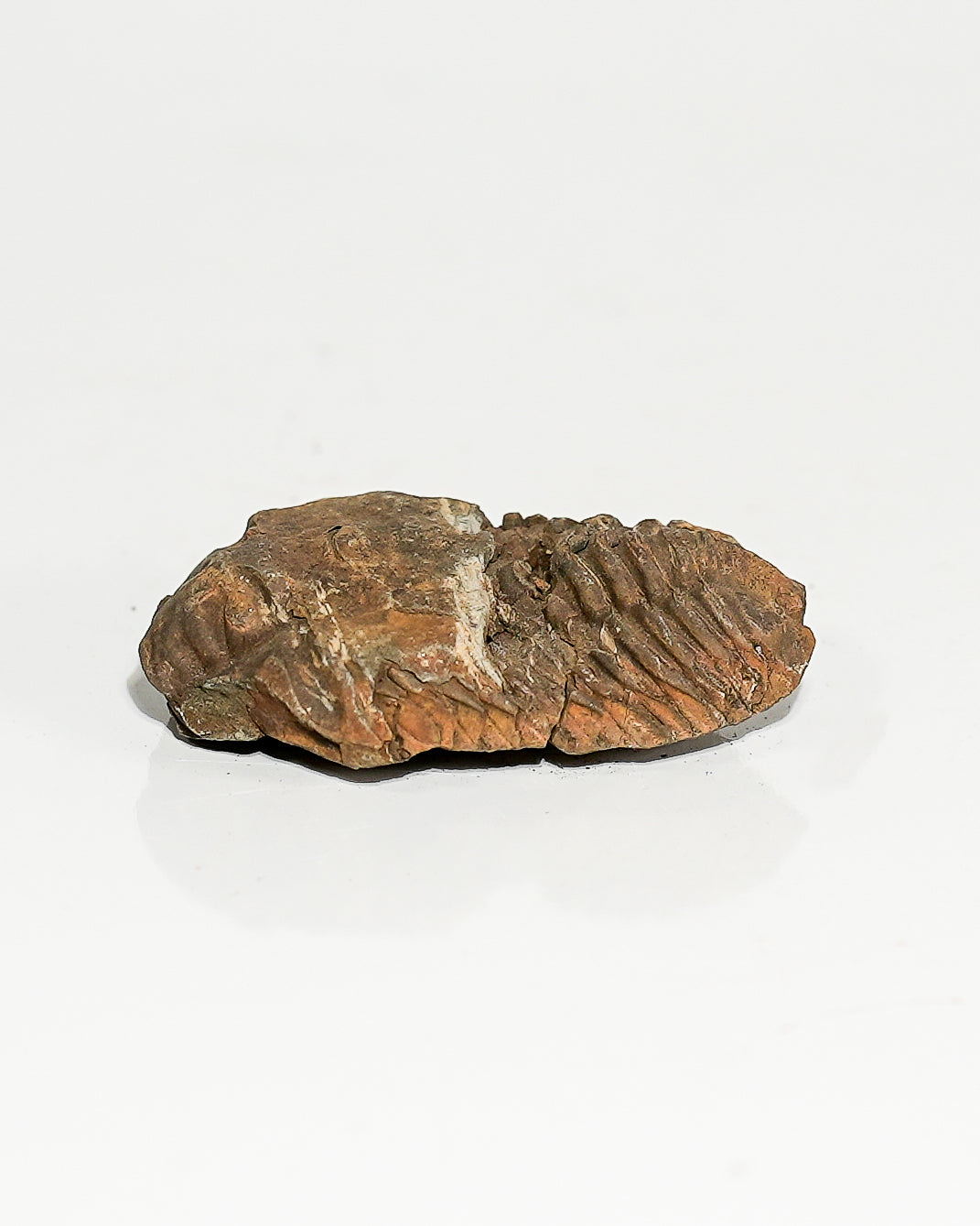 Small Trilobite (Flexicalymene) Morocco