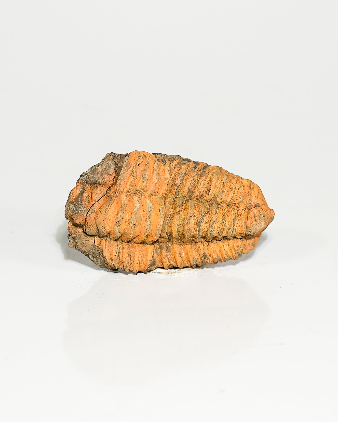 Medium Trilobite (Flexicalymene) Morocco