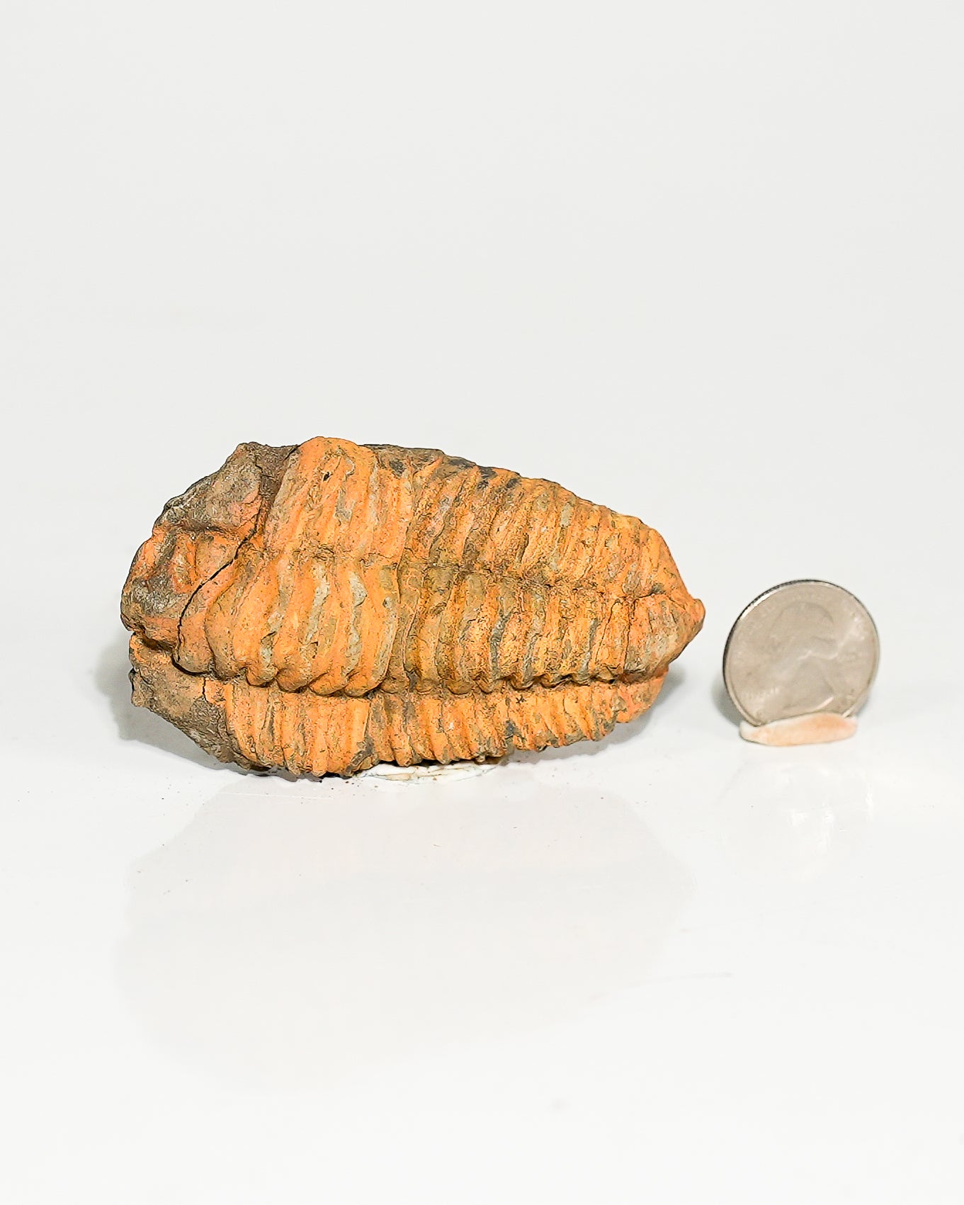 Medium Trilobite (Flexicalymene) Morocco