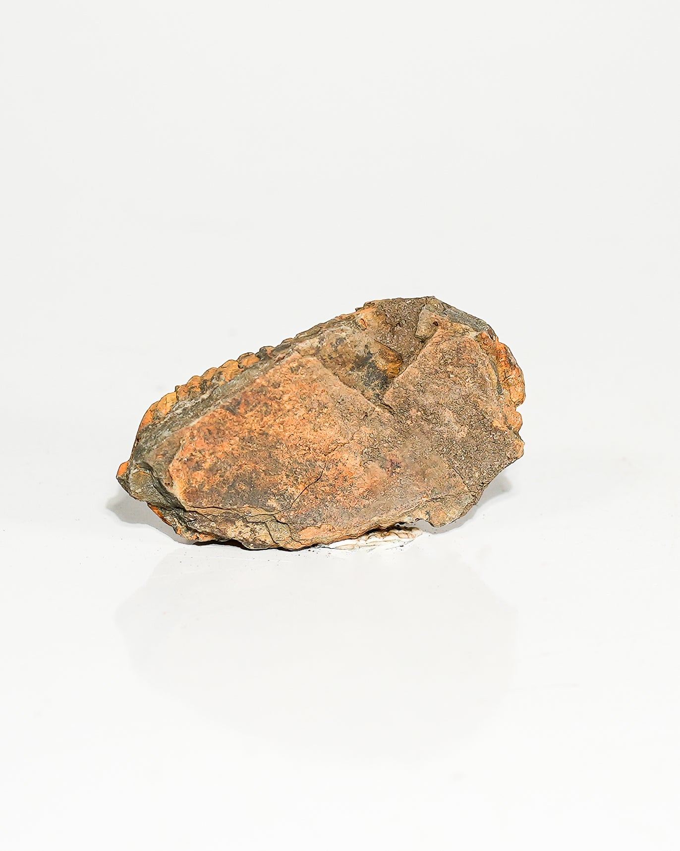 Medium Trilobite (Flexicalymene) Morocco