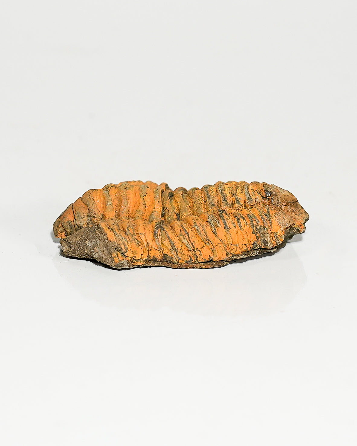 Medium Trilobite (Flexicalymene) Morocco