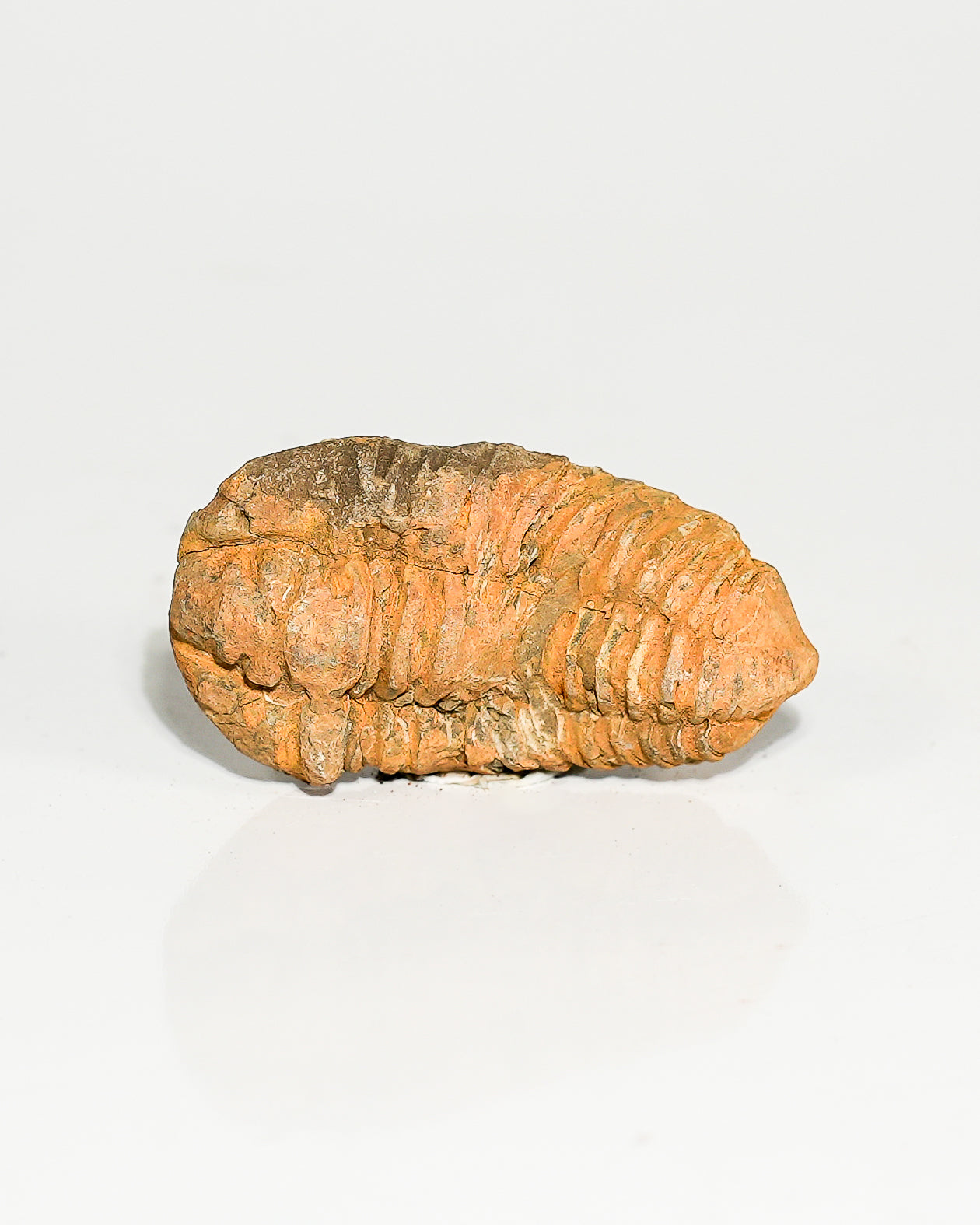 Medium Trilobite (Flexicalymene) Morocco