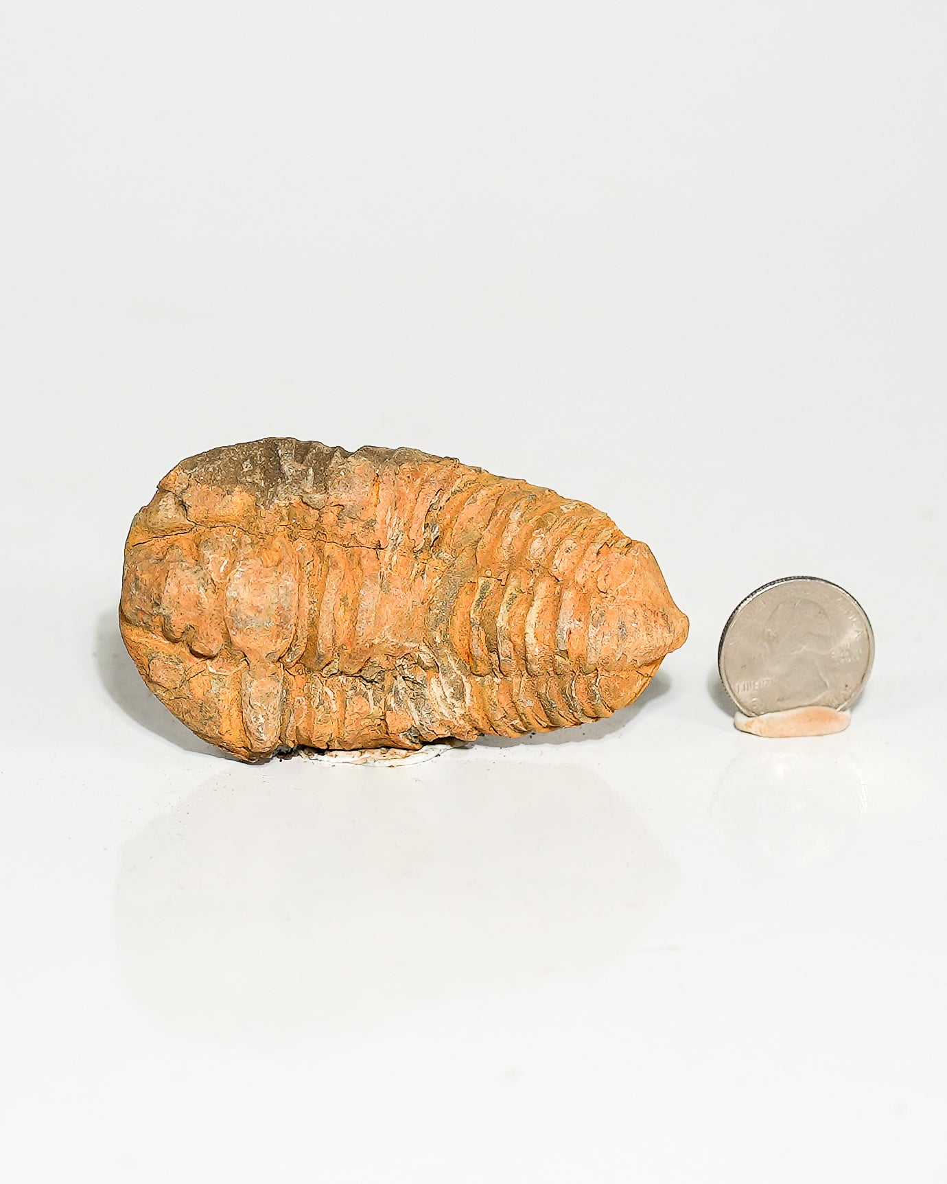 Medium Trilobite (Flexicalymene) Morocco