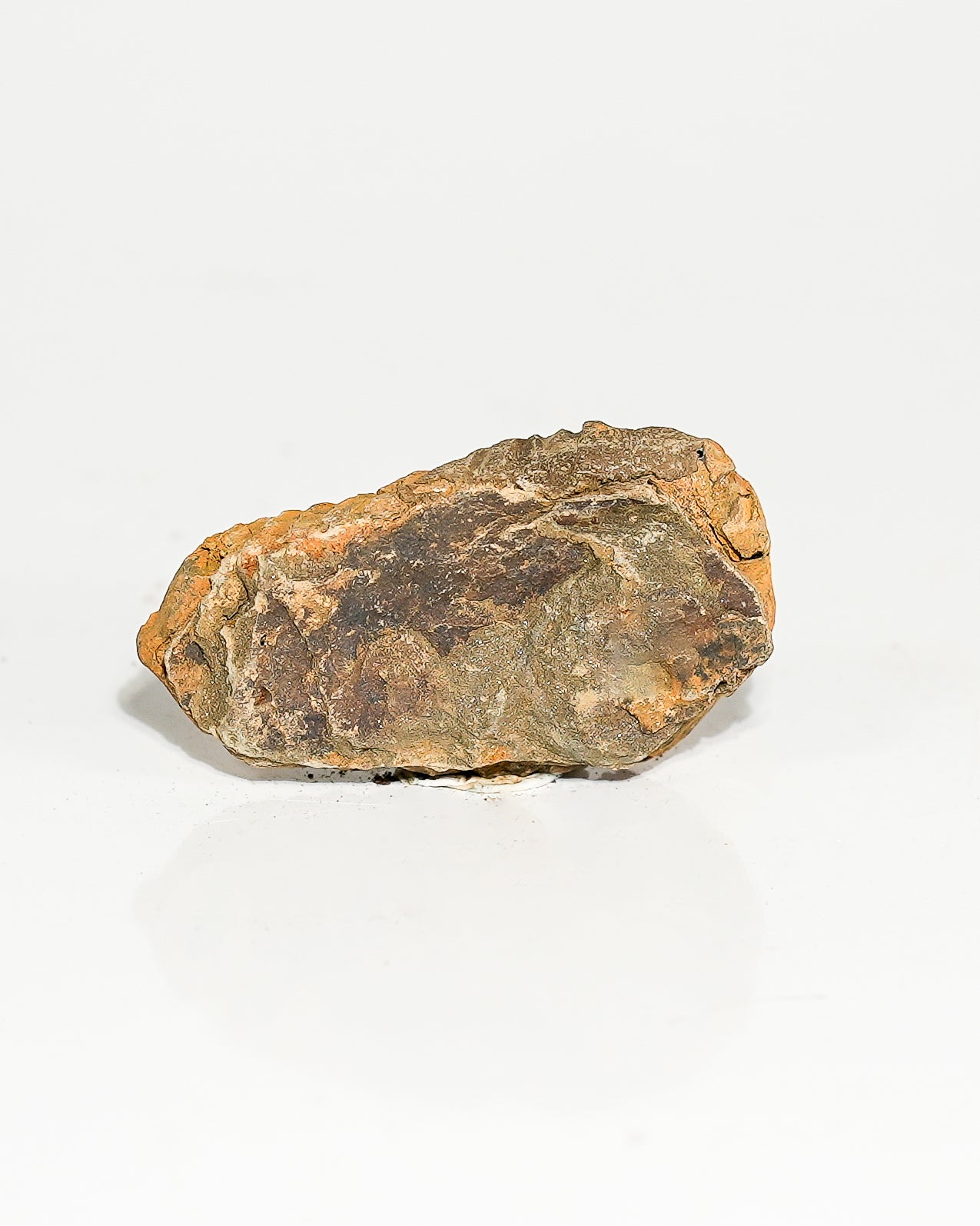 Medium Trilobite (Flexicalymene) Morocco