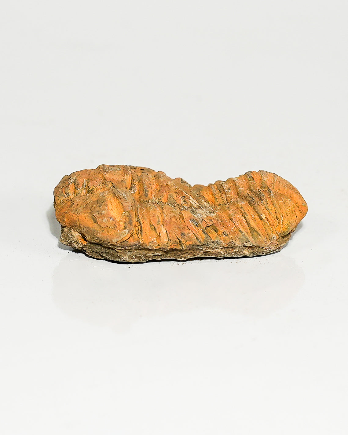 Medium Trilobite (Flexicalymene) Morocco
