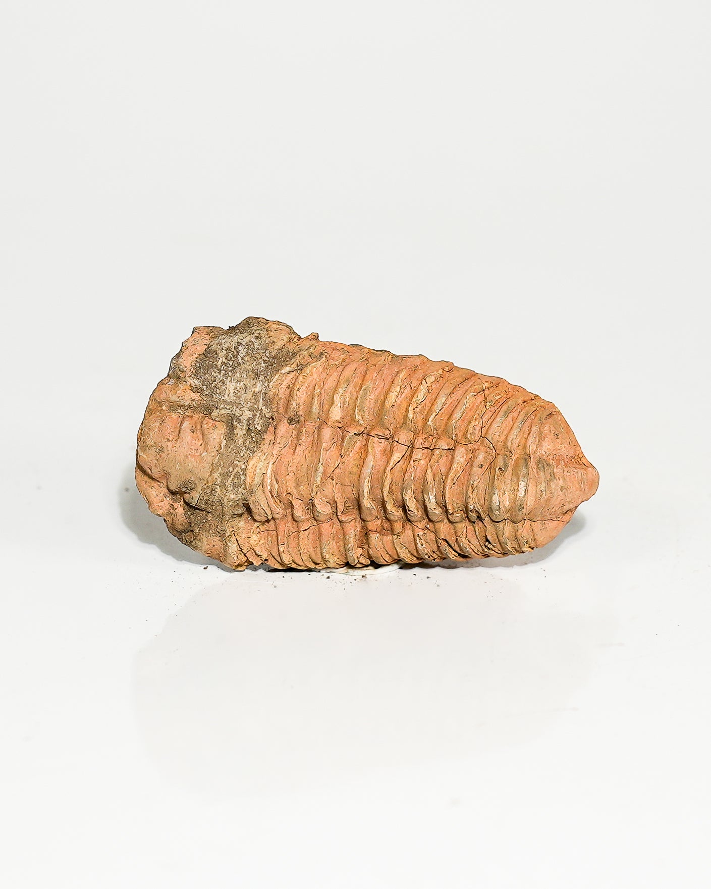 Large Trilobite (Flexicalymene) Morocco