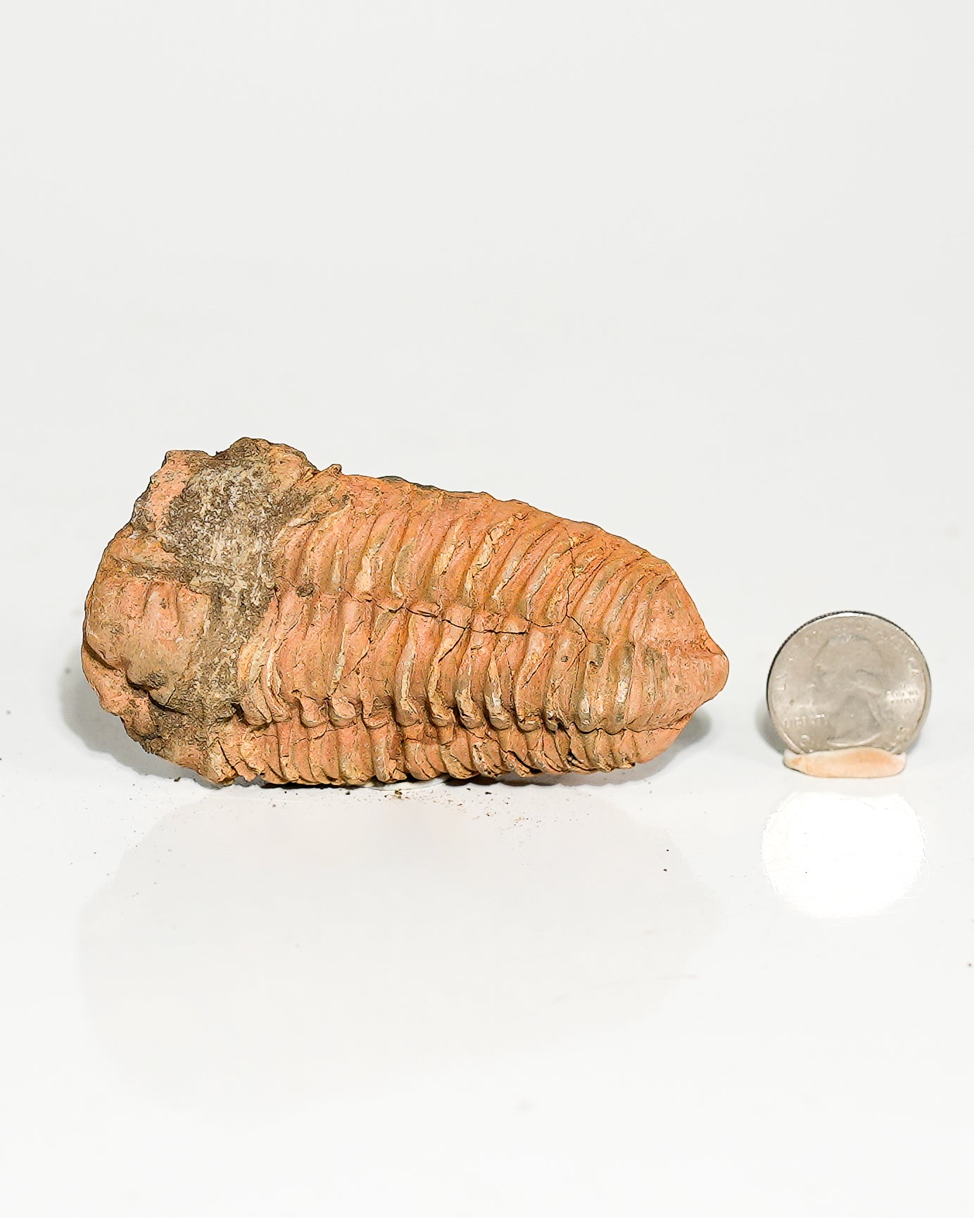 Large Trilobite (Flexicalymene) Morocco