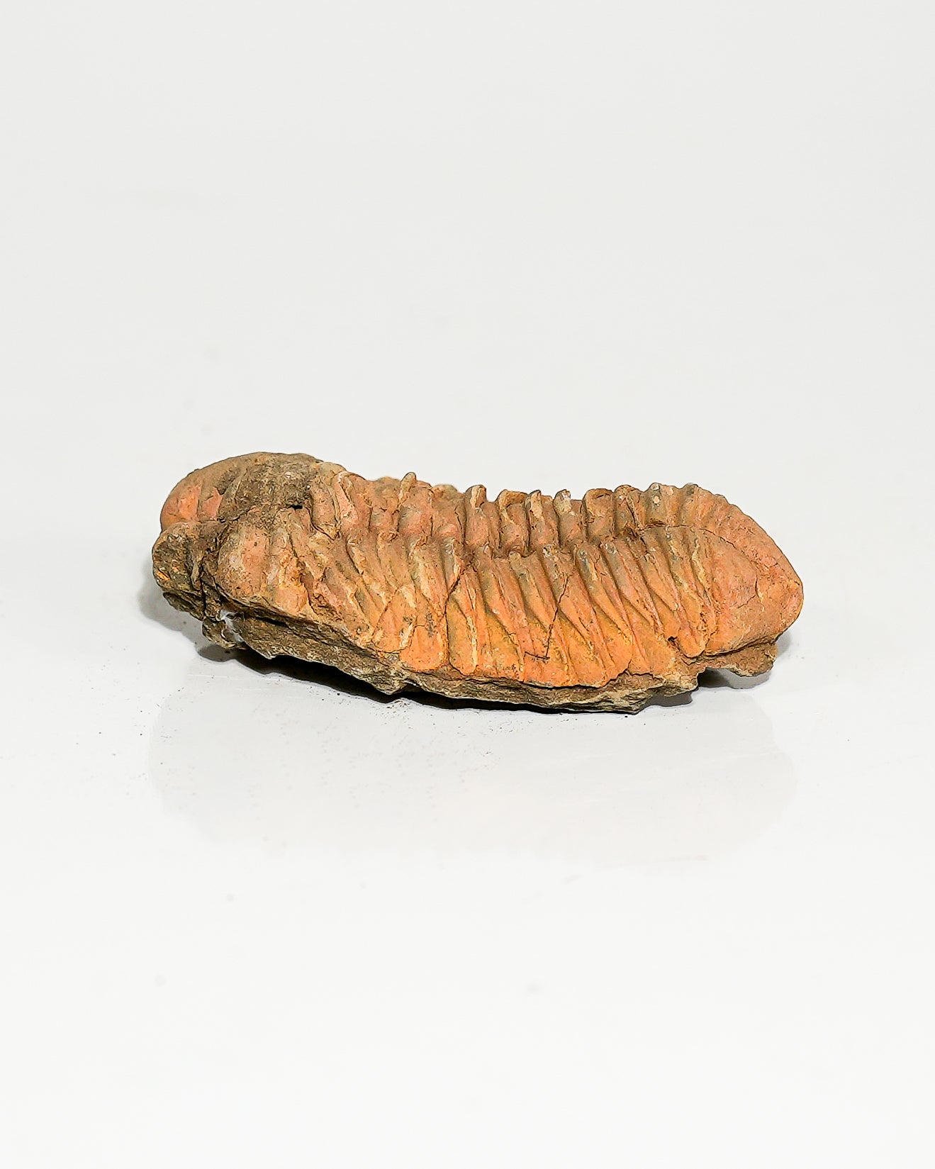 Large Trilobite (Flexicalymene) Morocco