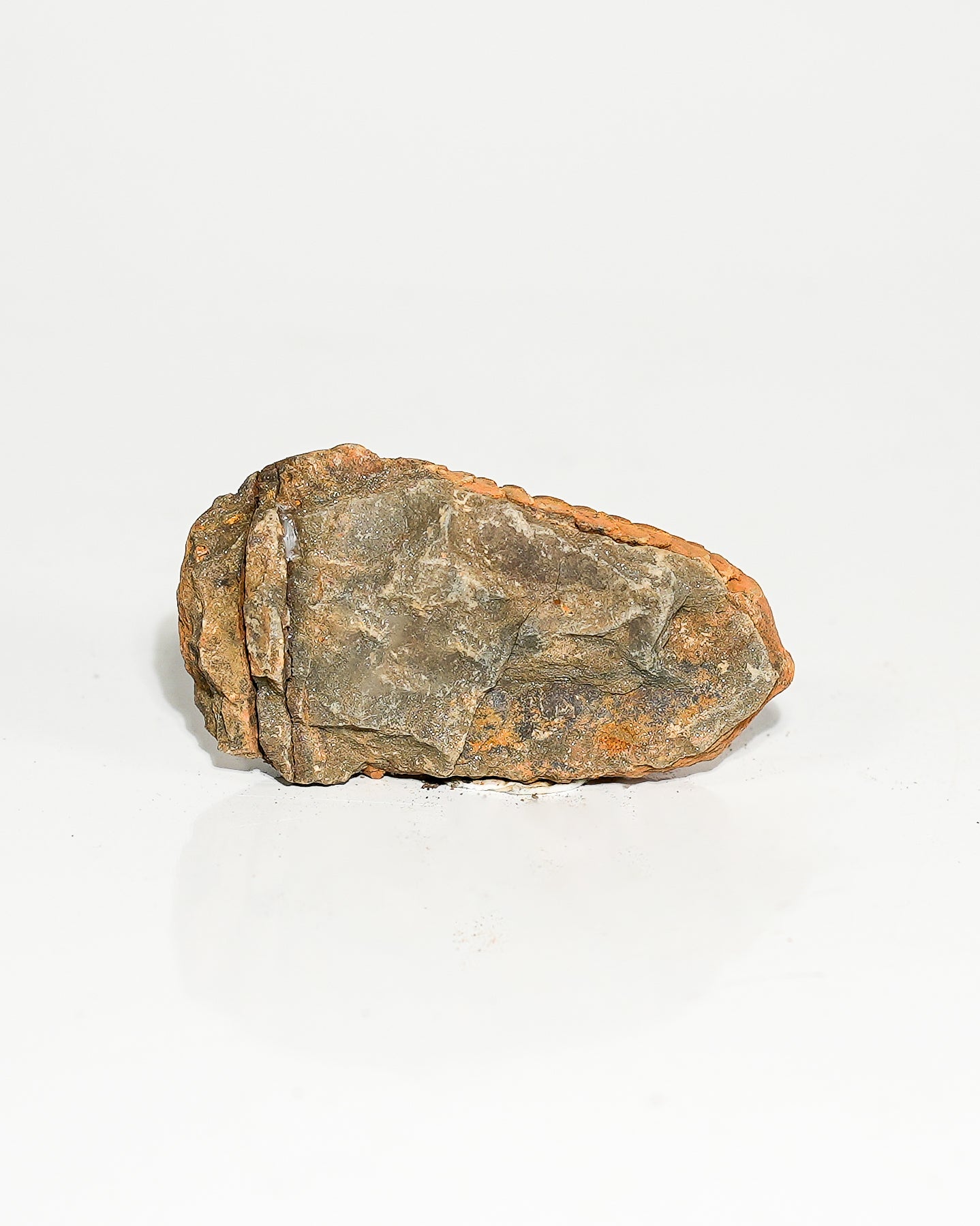 Large Trilobite (Flexicalymene) Morocco