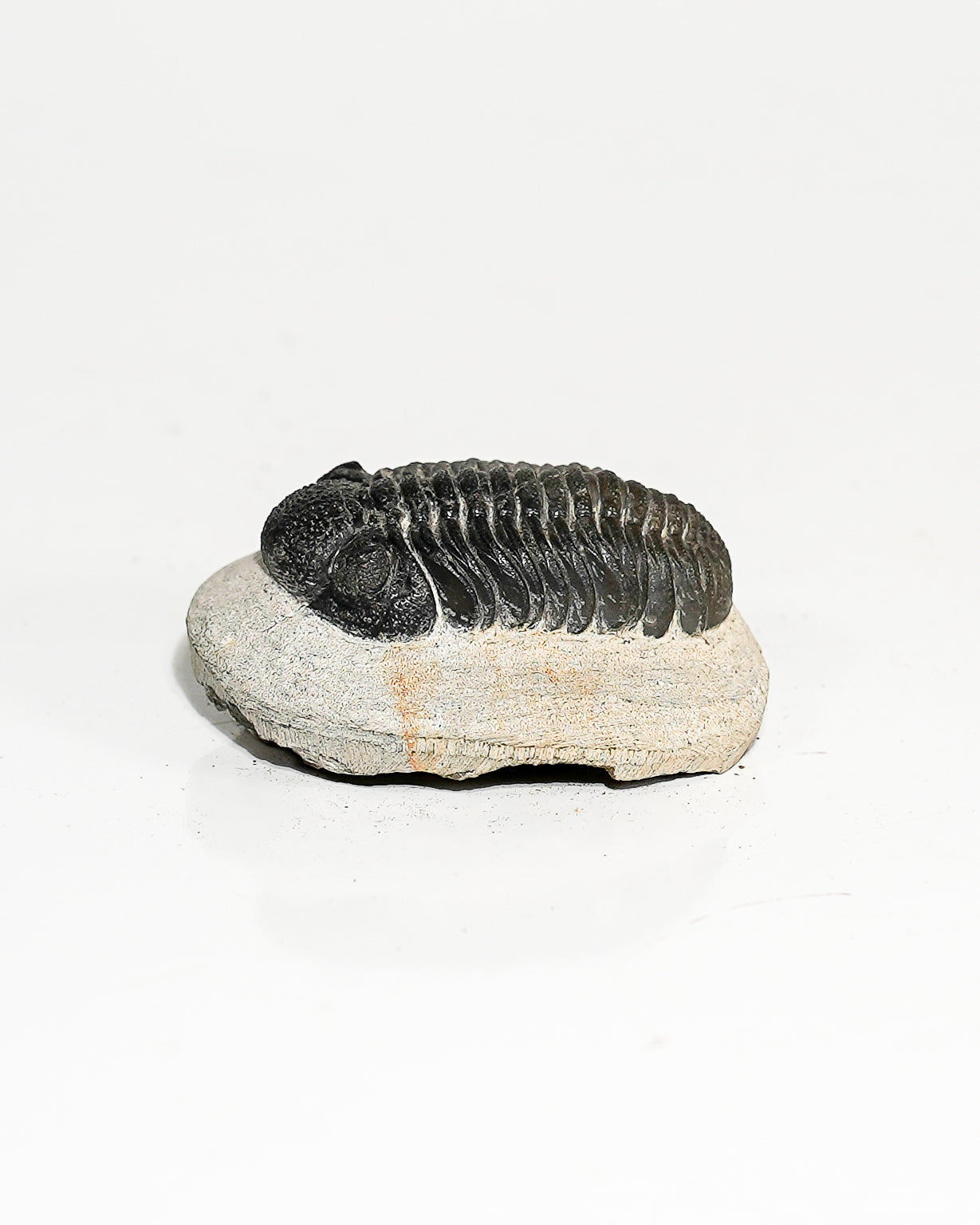 Trilobite Phacops Speculator