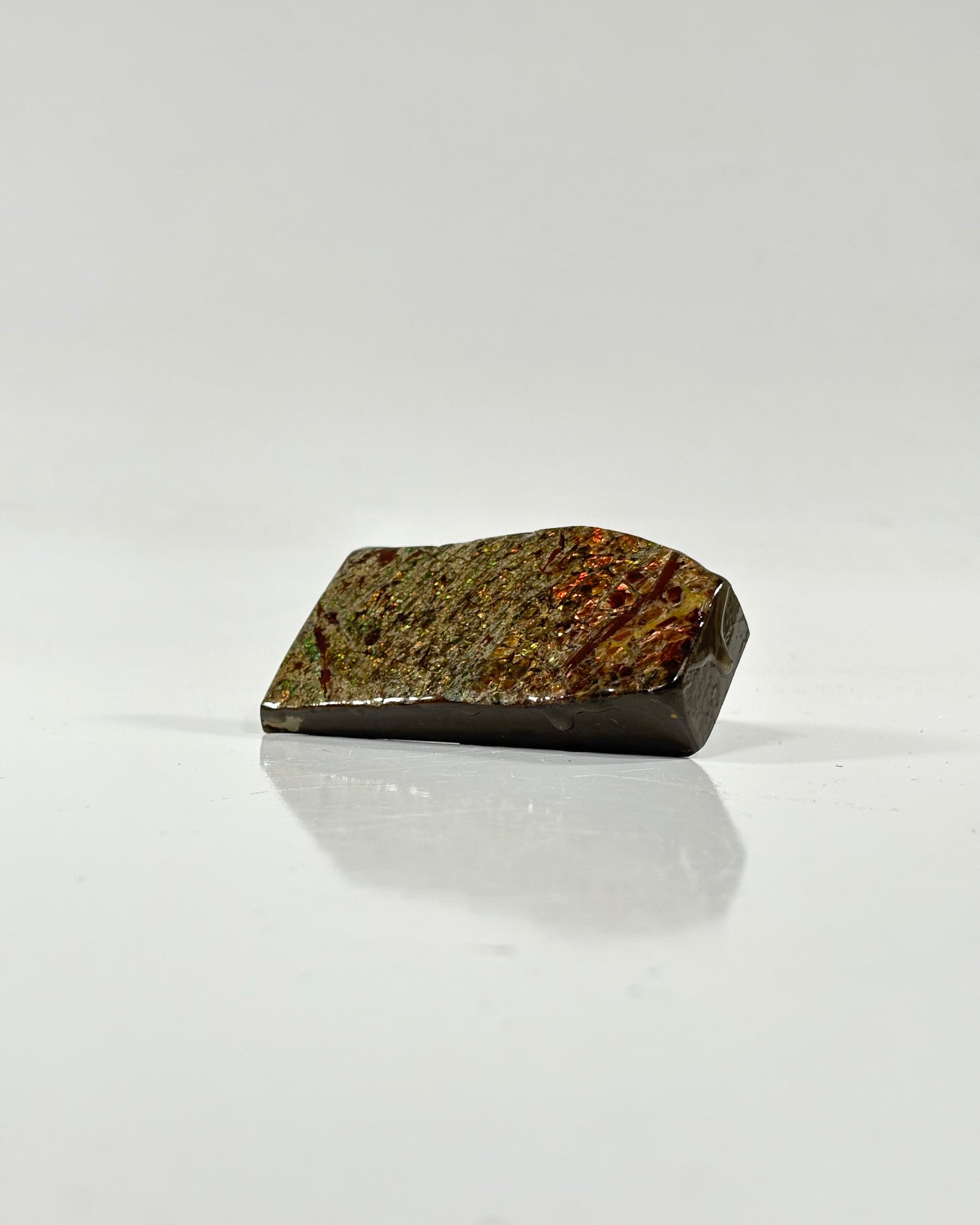 Ammolite Slab Canada Cretaceous